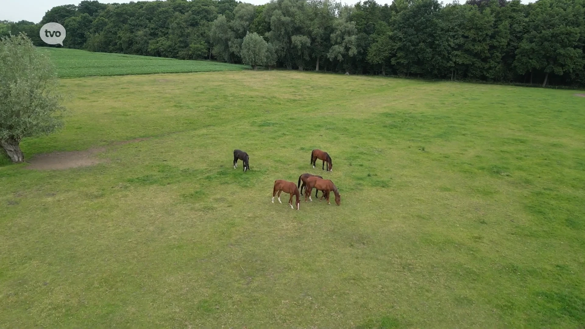 Sint-Niklaas keurt bouw grote paardenstal goed ondanks bezorgdheden