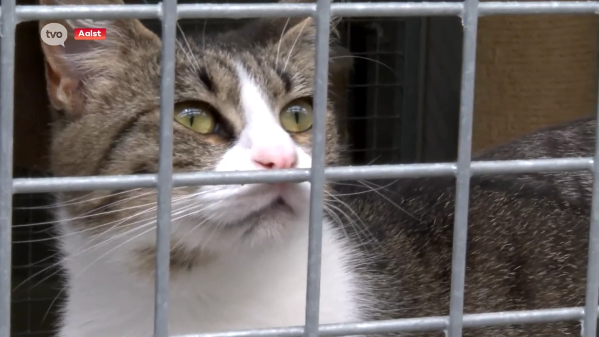 Aalsters stadsbestuur wil zwerfkattenpopulatie onder controle houden: "Extra middelen voor dierenasiel"