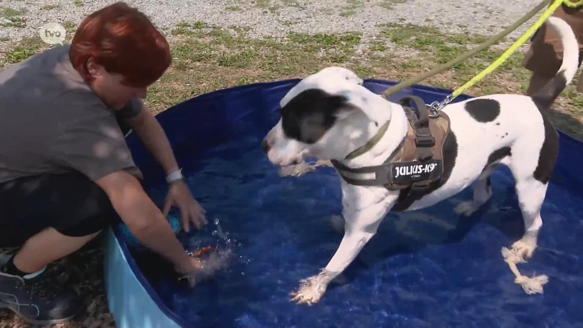 Ook honden zitten nu liever in een koud voetbadje met een ijsje