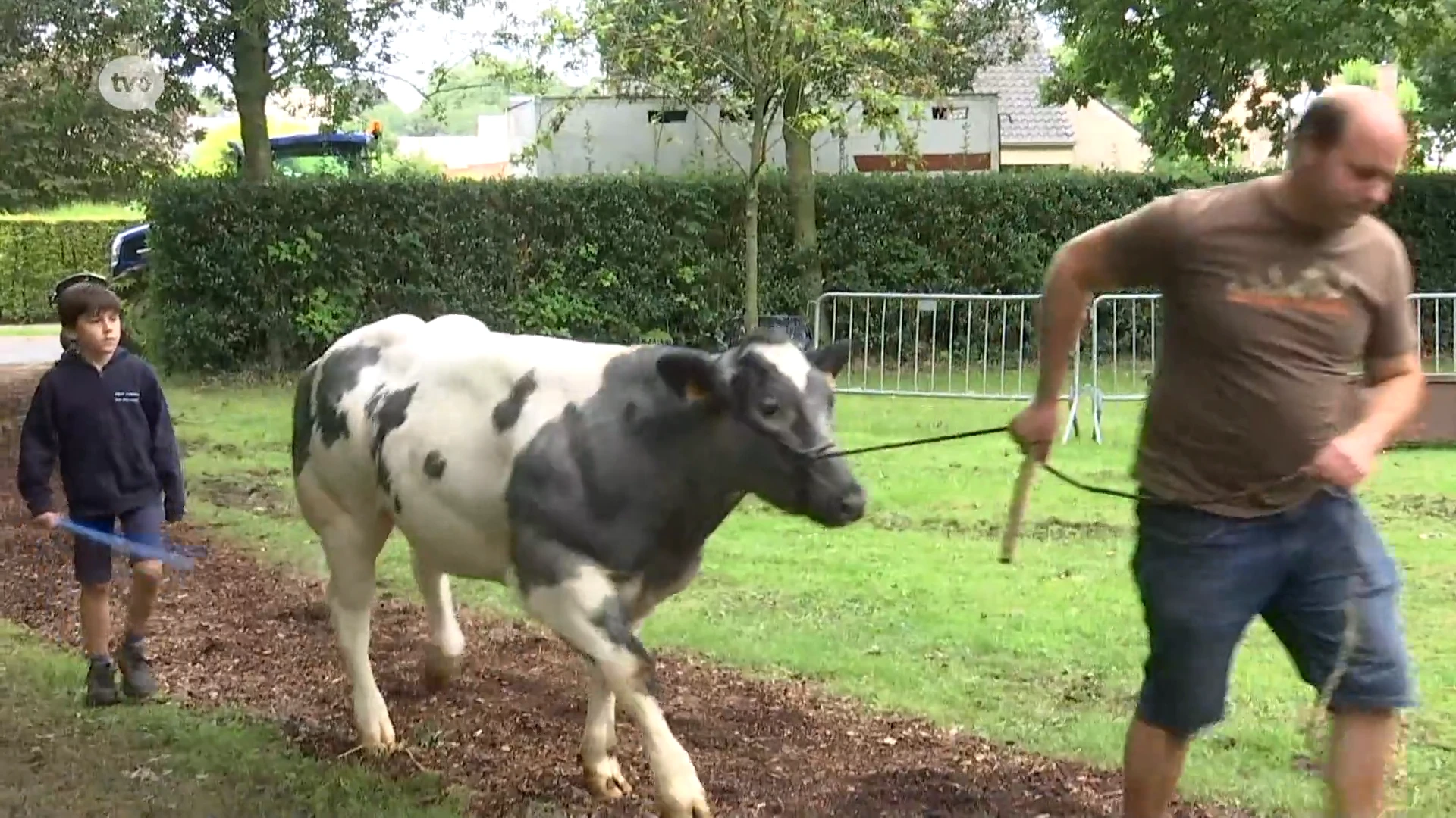 Koeien en trekpaarden palmen zondag kasteeltuin Cortewalle in Beveren in