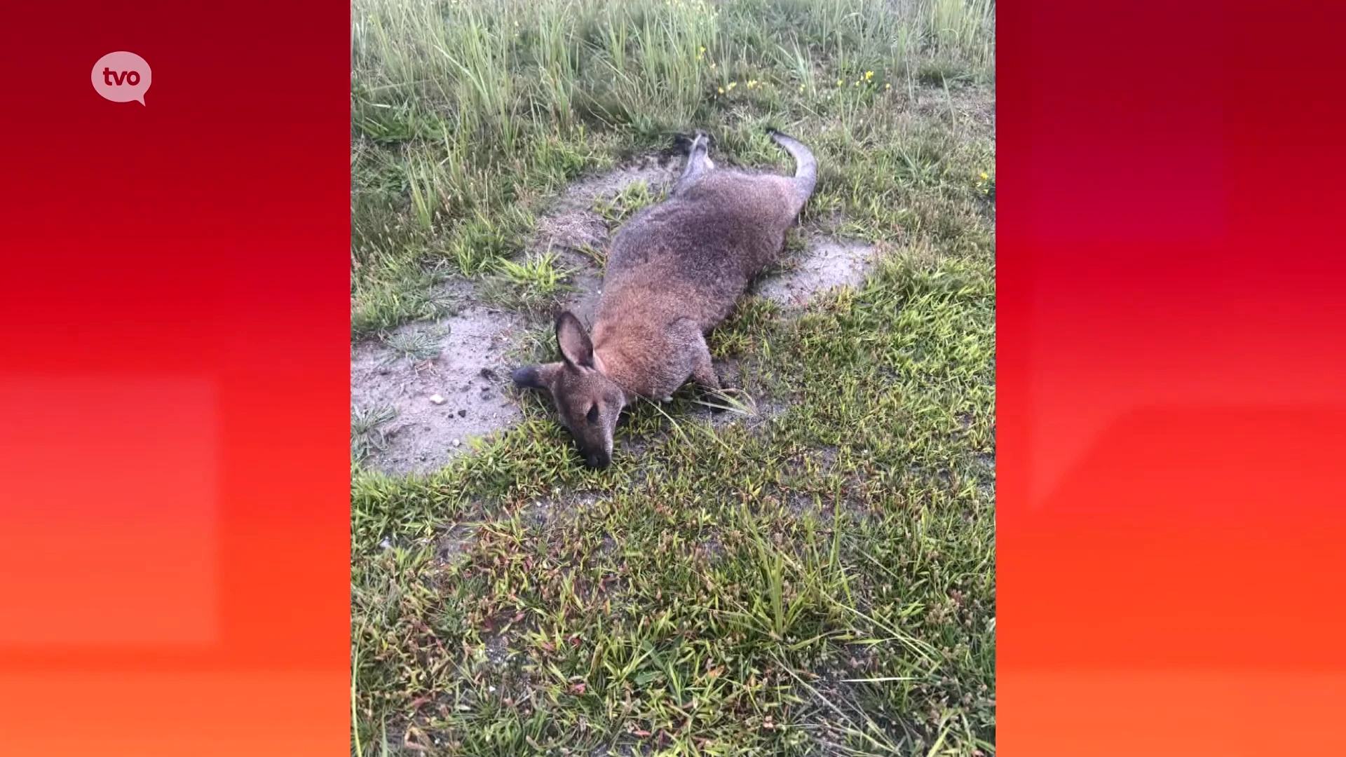 Dode wallaby aangetroffen in Waaslandhaven, wellicht die van camping Voorhout in Kemzeke