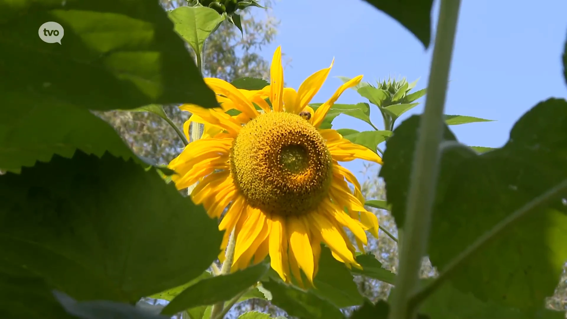 Samen met de zon zijn ook de zonnebloemen er in de Kluizerij in Erembodegem