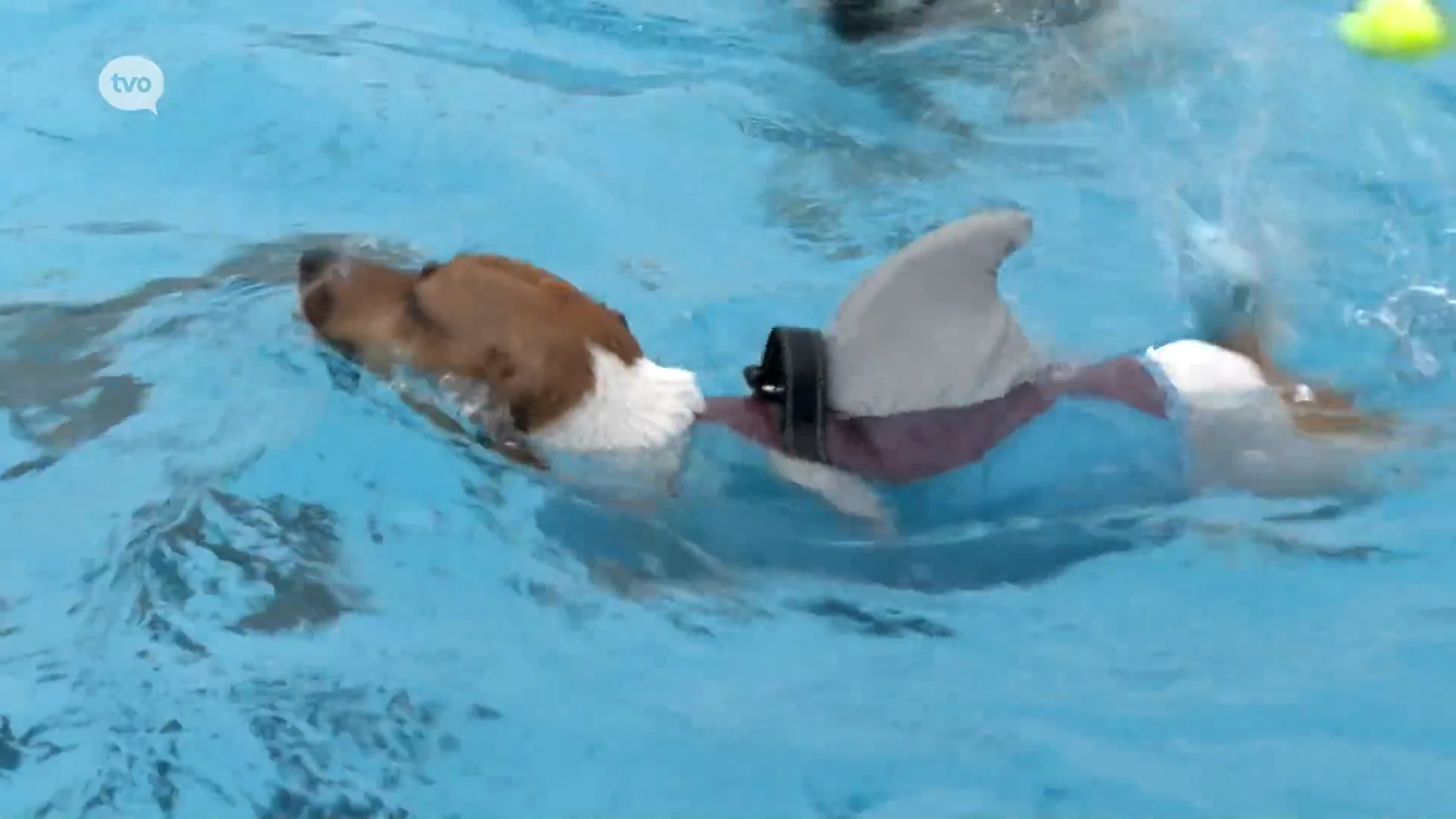 Hoofdafbeelding voor artikel Zo'n honderd viervoeters wagen…