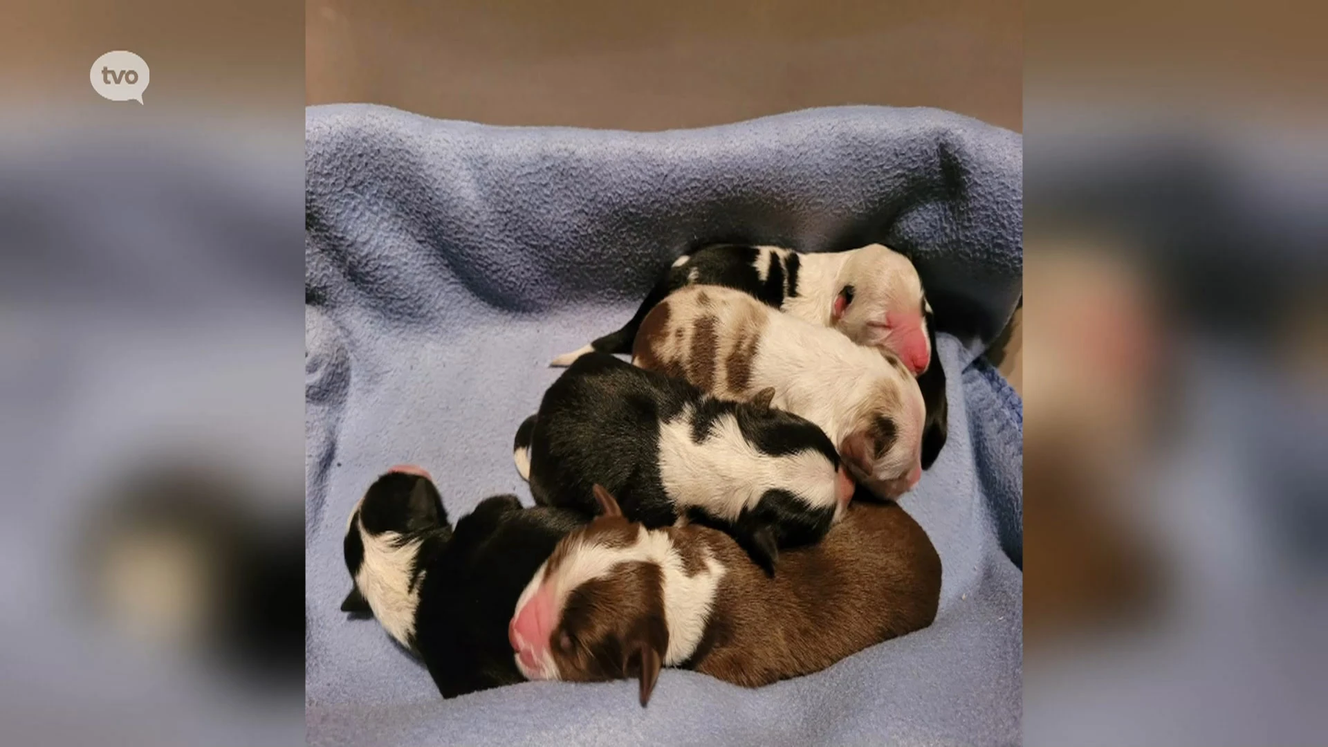 Hoofdafbeelding voor artikel Zes puppy's gedumpt in vuilniszak…