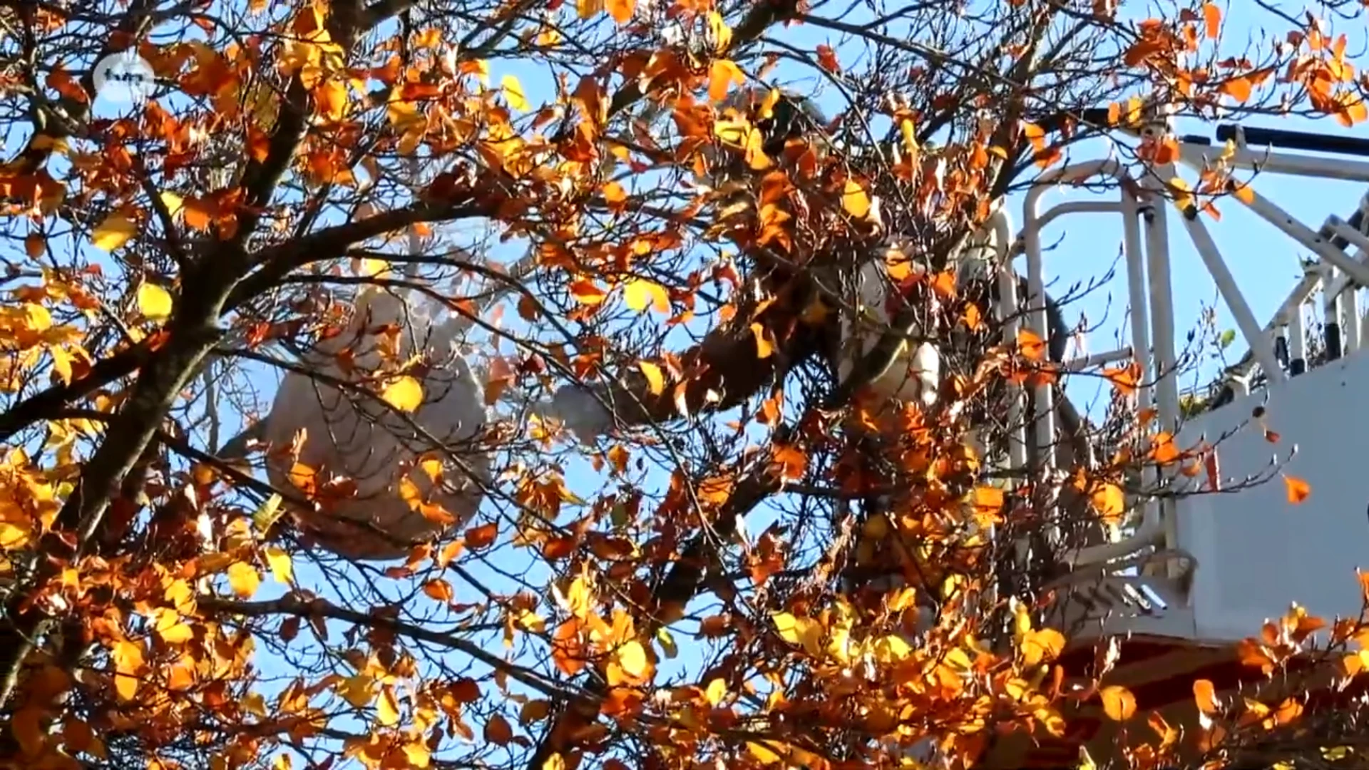 Hoofdafbeelding voor artikel Brandweer verdelgt nest Aziatische…