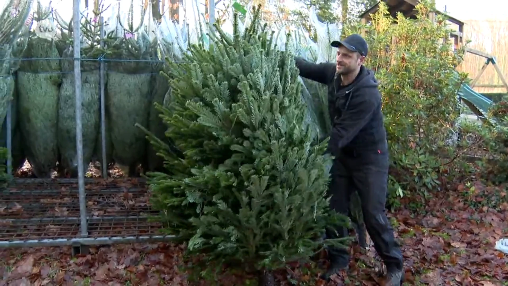 Hoofdafbeelding voor artikel Kerstbomen gaan nu al over…