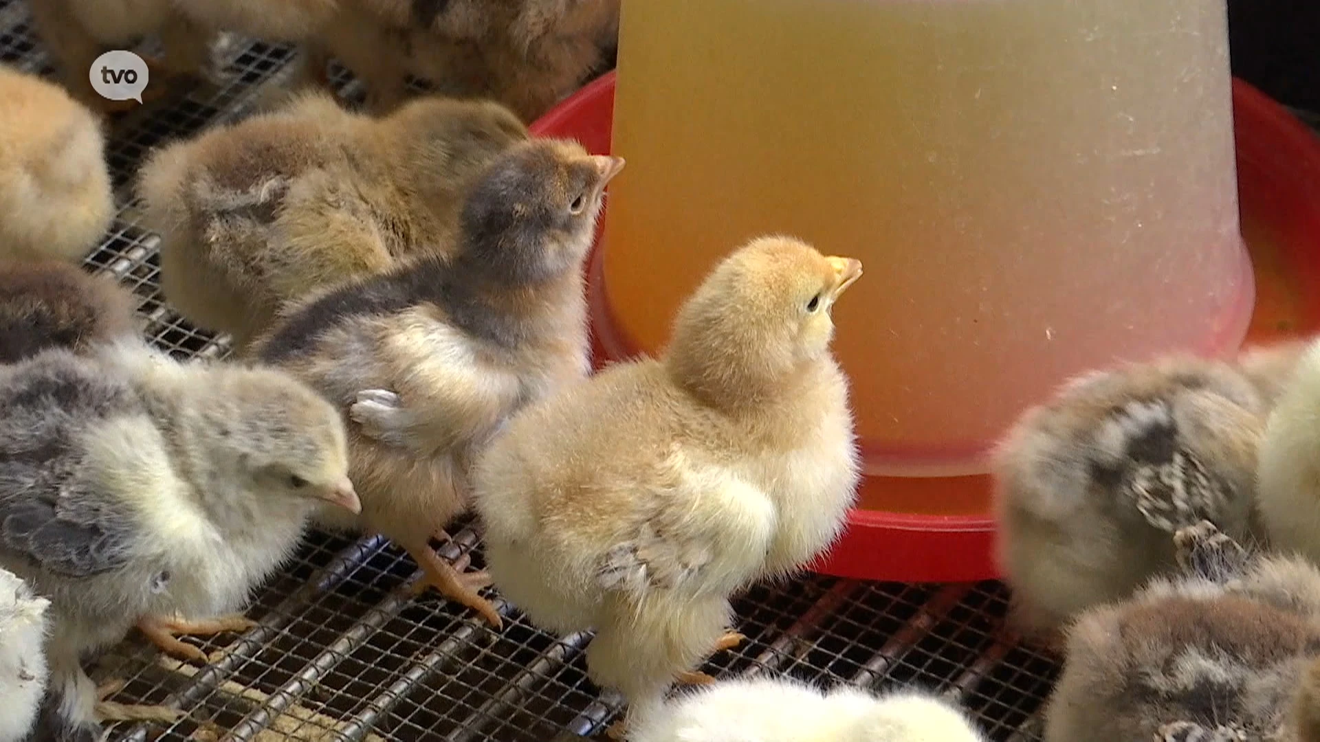 Hoofdafbeelding voor artikel Bewakingszone in Stekene en…