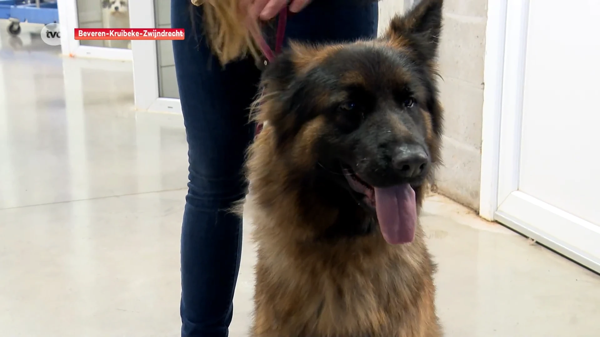 Hoofdafbeelding voor artikel Hond die nu in dierenasiel…