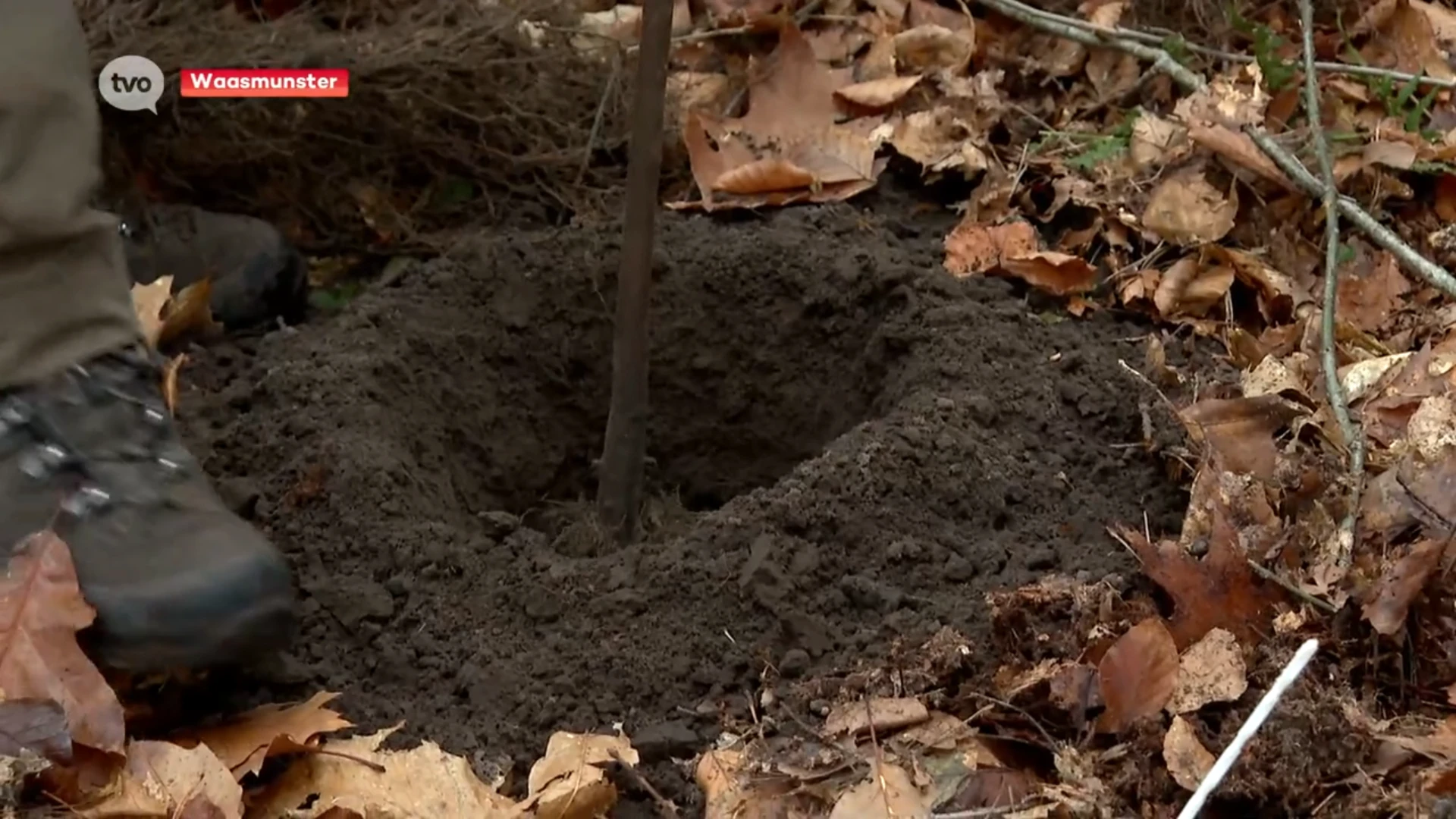 Hoofdafbeelding voor artikel Wase bossen worden robuuster…