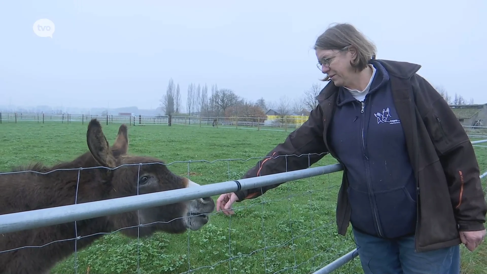 Onbekende ziekte slaat hard toe bij ezelopvangcentrum Anegria in Sint-Gillis-Waas