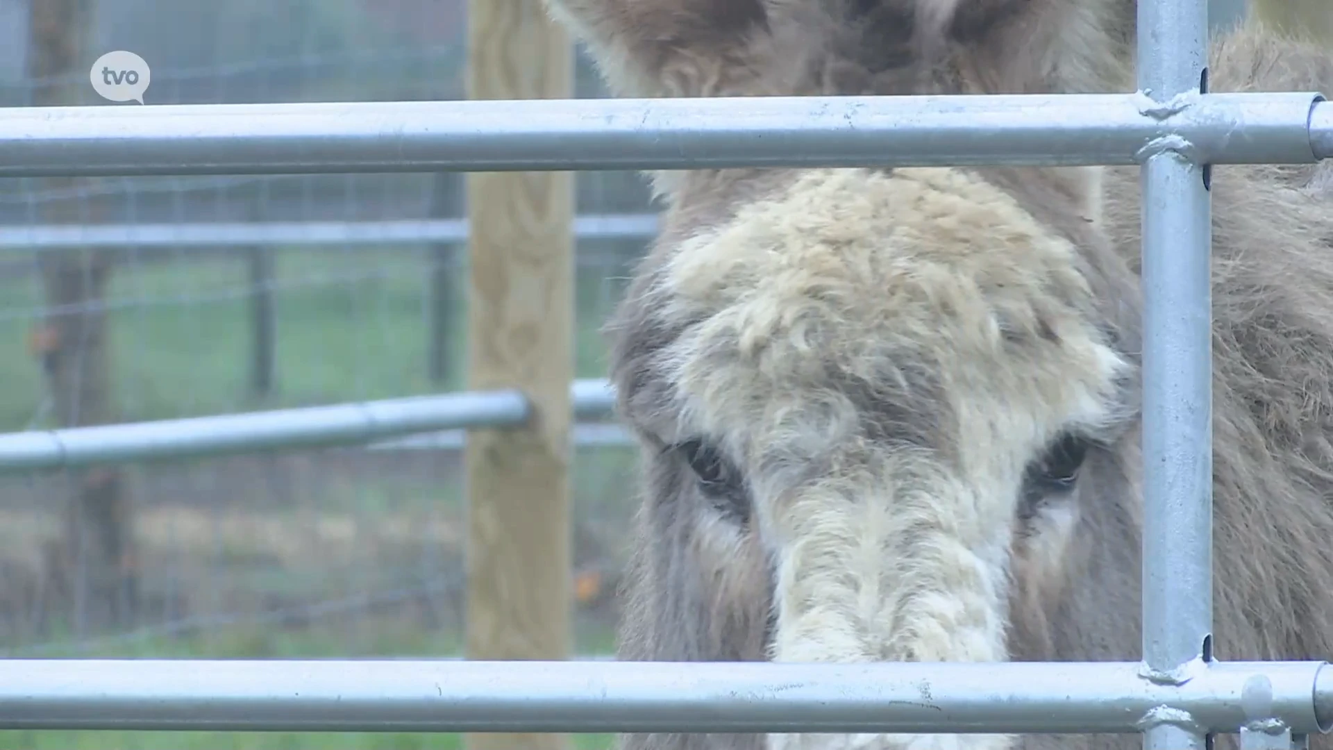 Hoofdafbeelding voor artikel Zieke ezels testen negatief…