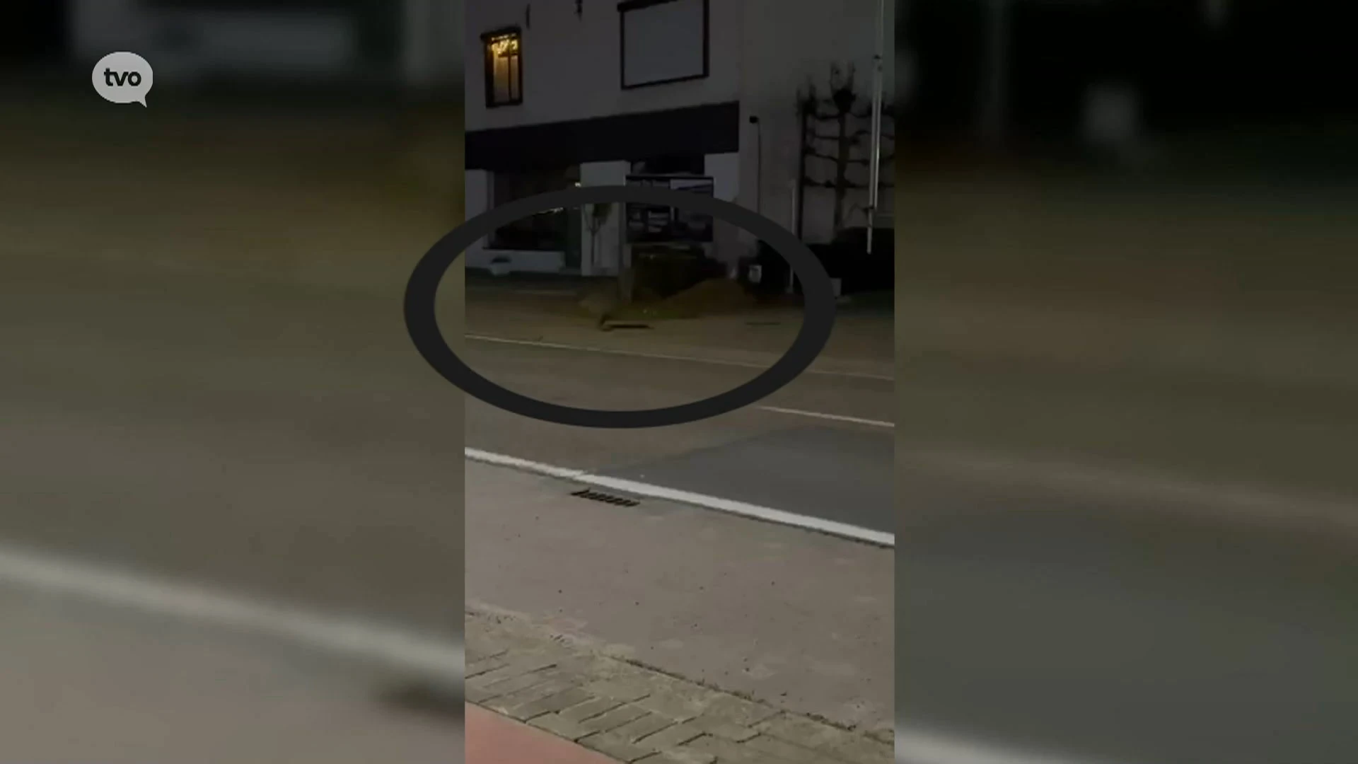 Hoofdafbeelding voor artikel Wallaby gespot in straten…