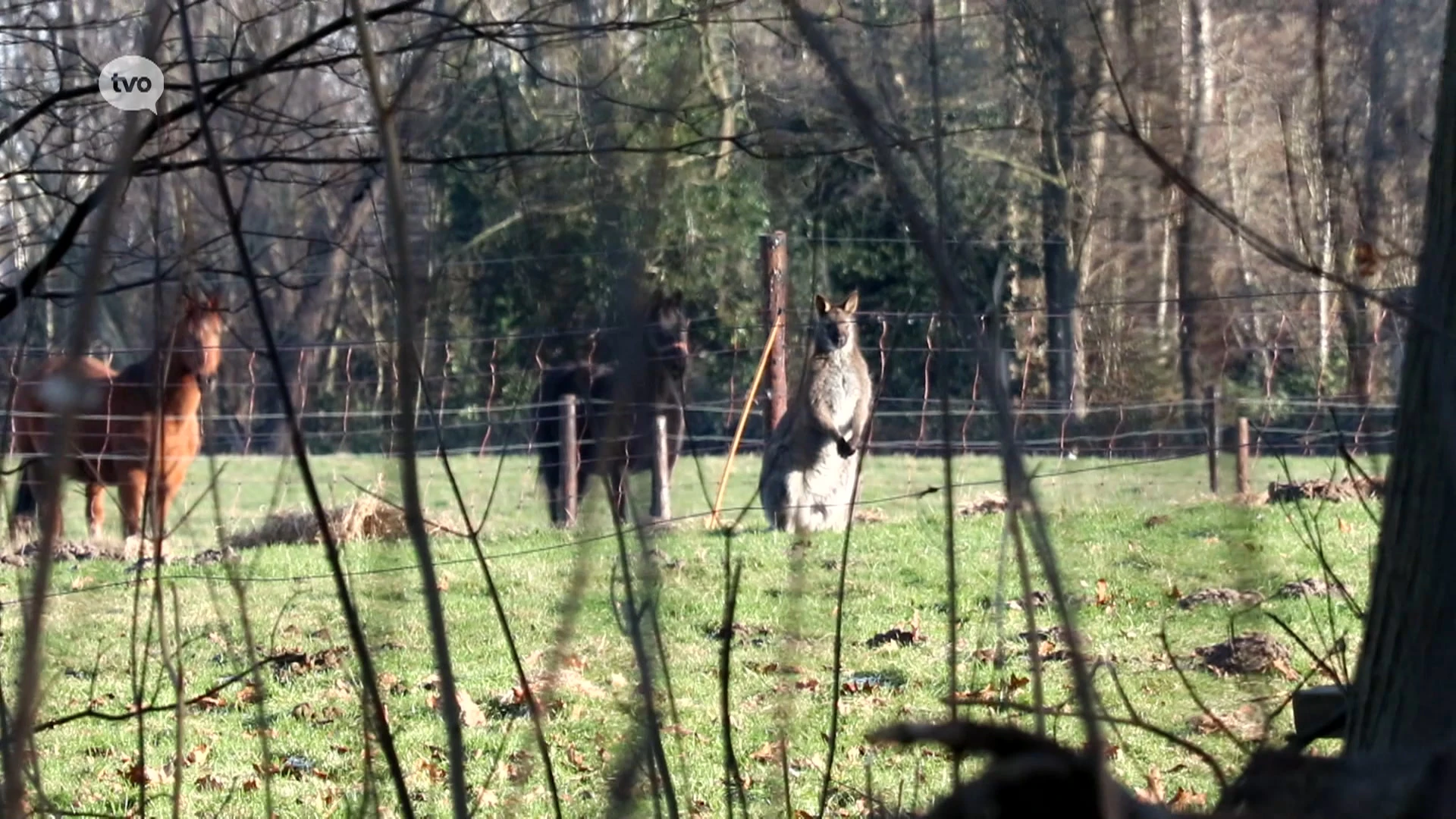 Hoofdafbeelding voor artikel Wase Wallaby opnieuw gespot…