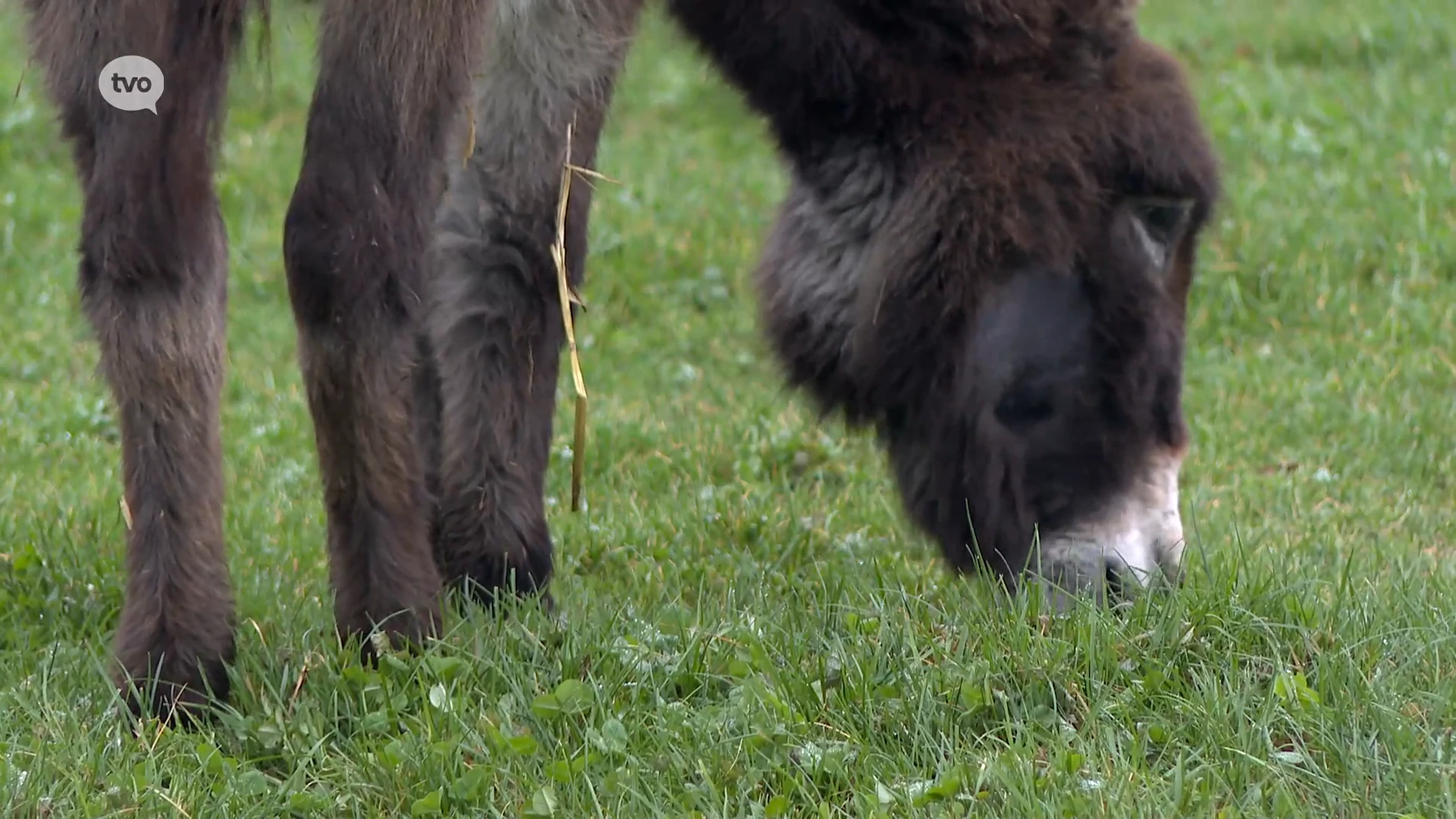 Hoofdafbeelding voor artikel Al zes ezels gestorven in…