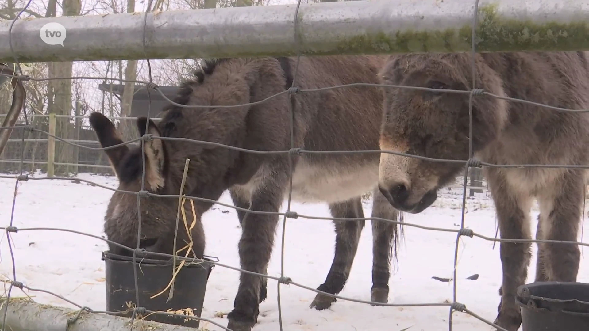 Hoofdafbeelding voor artikel Ezelopvangcentrum Anegria:…