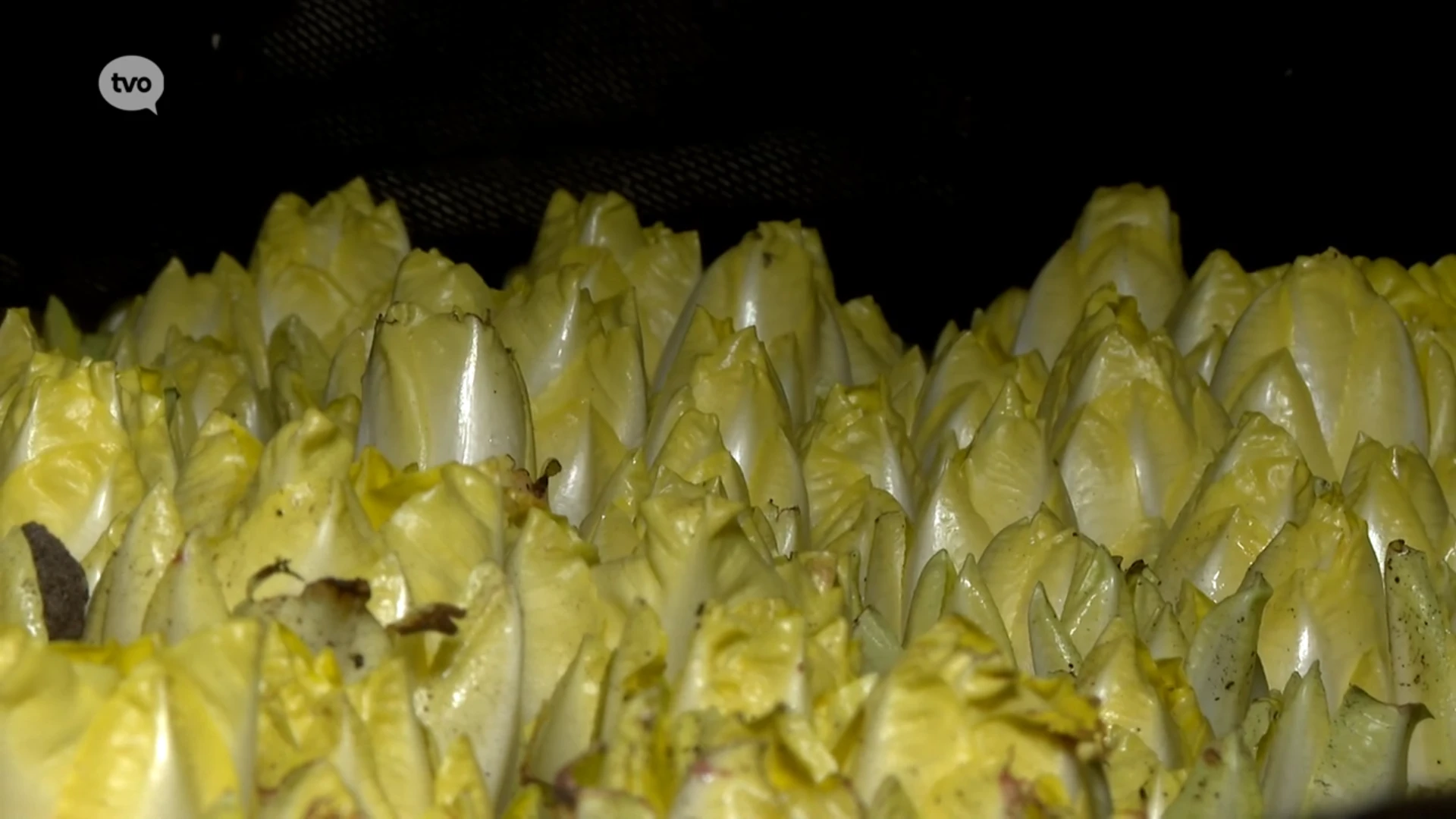 Hoofdafbeelding voor artikel Kwekers verdienen door overaanbod…