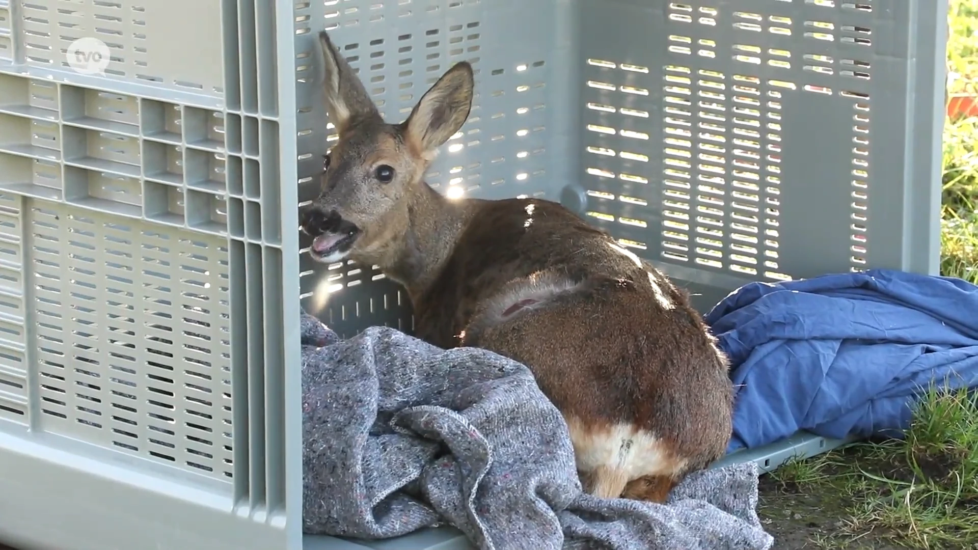 Hoofdafbeelding voor artikel Brandweer redt reetje dat…