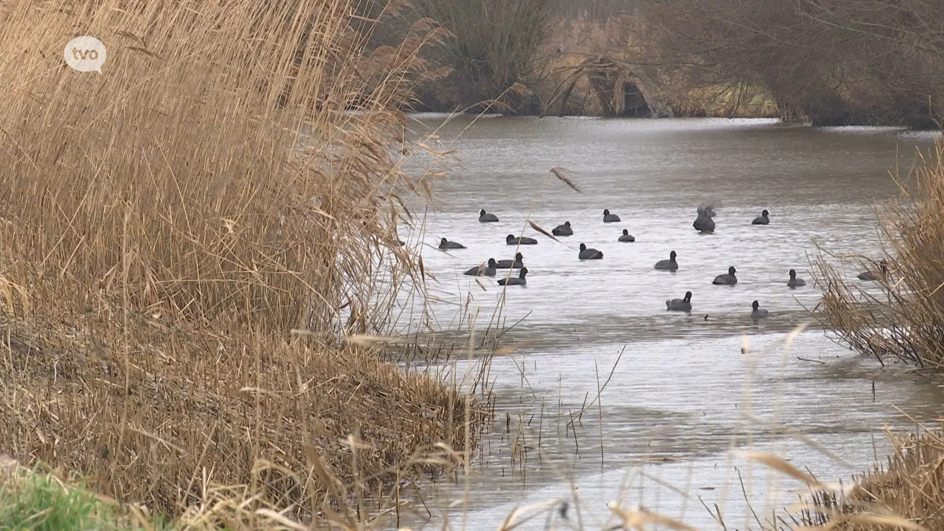 Hoofdafbeelding voor artikel Lochristi, Lokeren en Sint-Gillis-Waas…