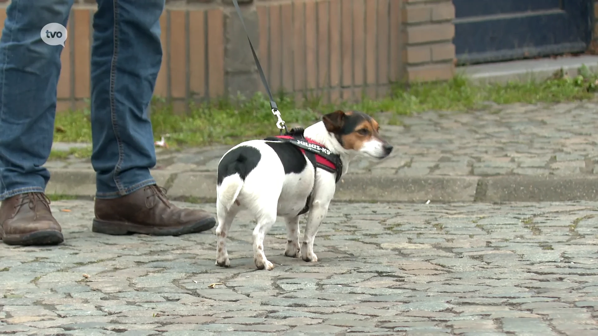 Hoofdafbeelding voor artikel Strenger toezicht op loslopende…