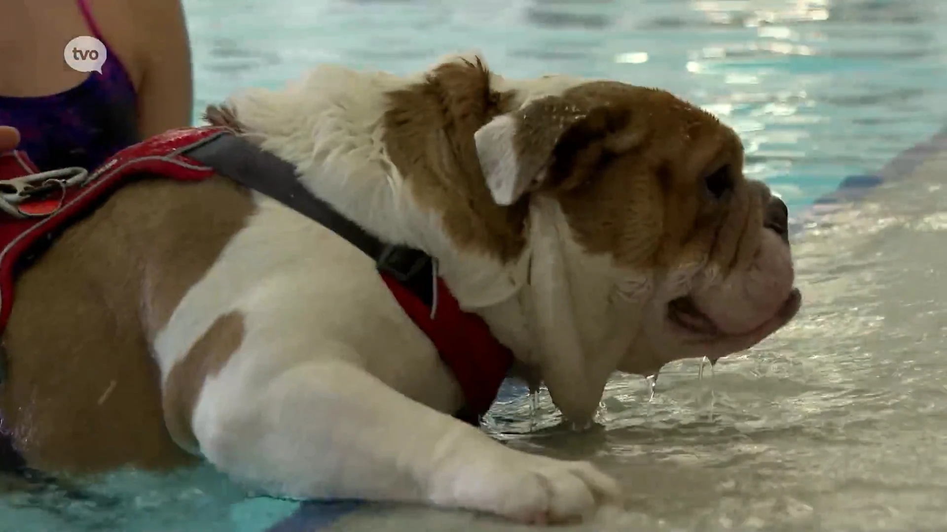 Hoofdafbeelding voor artikel 'Hondenplons' luidt laatste…