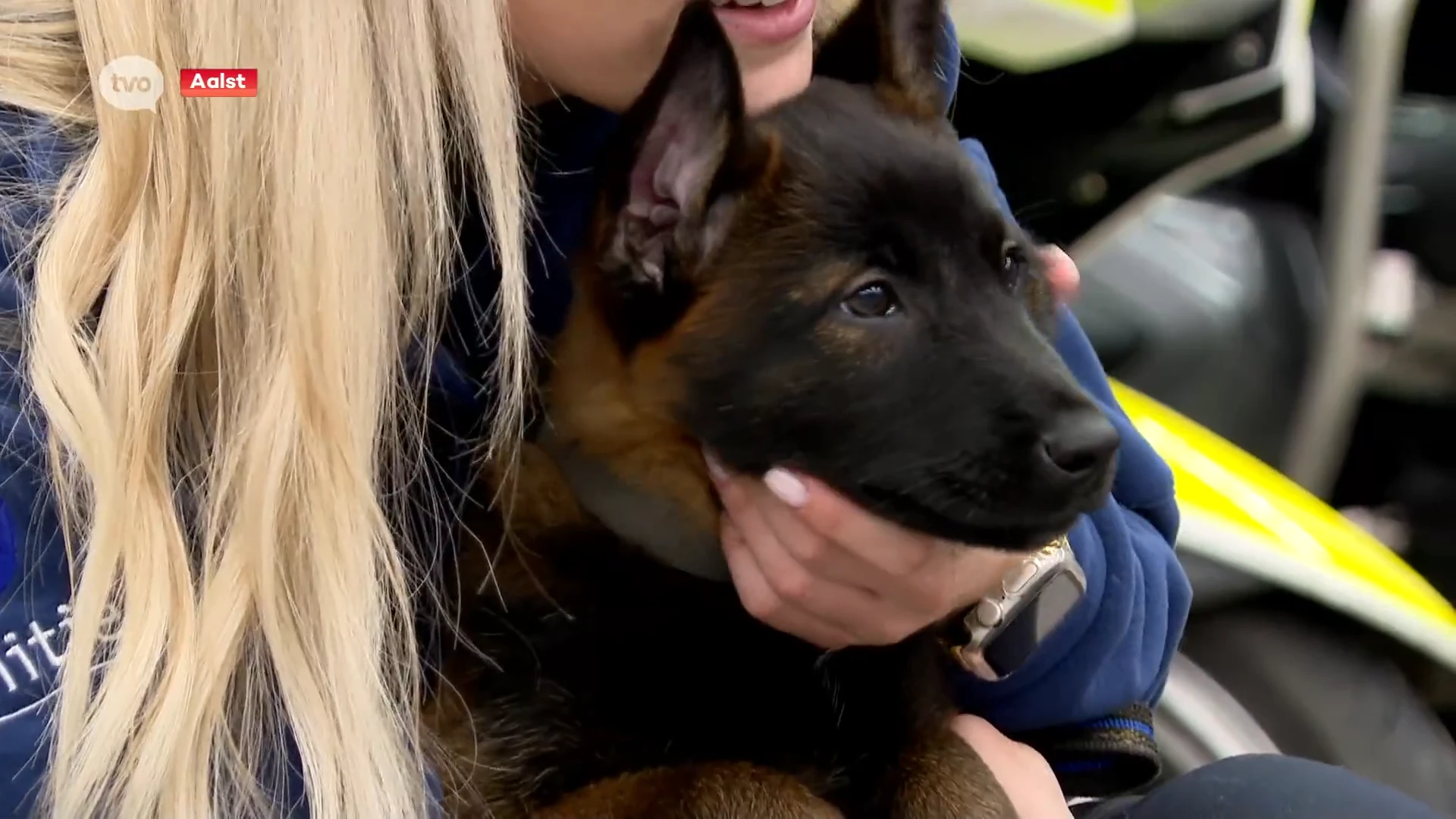 Hoofdafbeelding voor artikel Politiekorps Aalst: "Puppy…