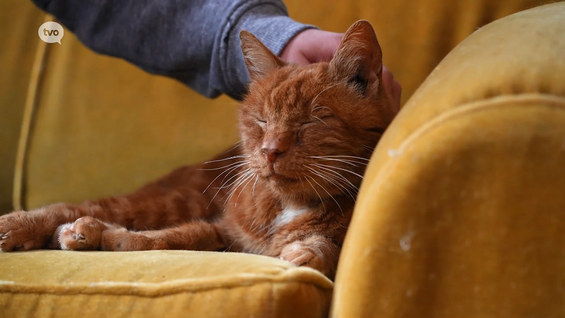 Hoofdafbeelding voor artikel Relax - welkom bij kattencaf&eacute;…