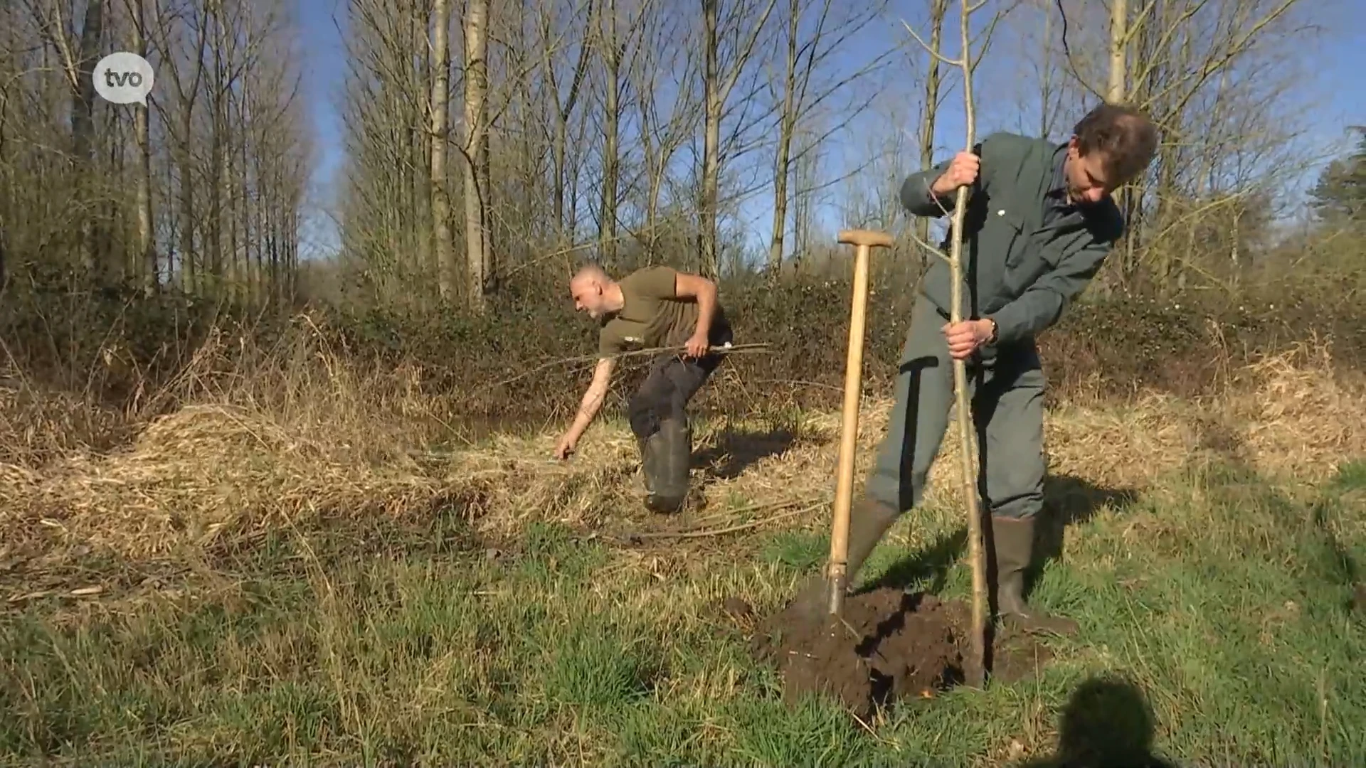 Hoofdafbeelding voor artikel De zwarte populier duikt opnieuw…