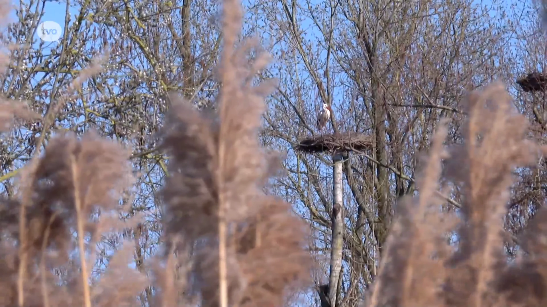 Hoofdafbeelding voor artikel De ooievaars komen weer broeden…