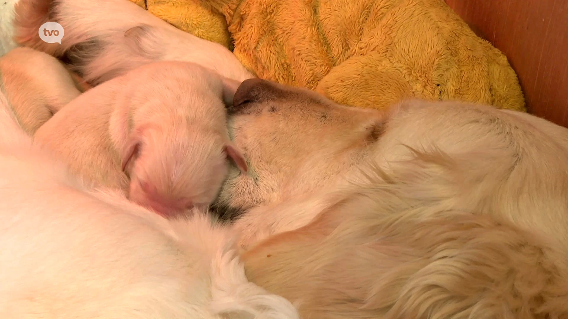 Hoofdafbeelding voor artikel Golden Retriever Sheila bevalt…