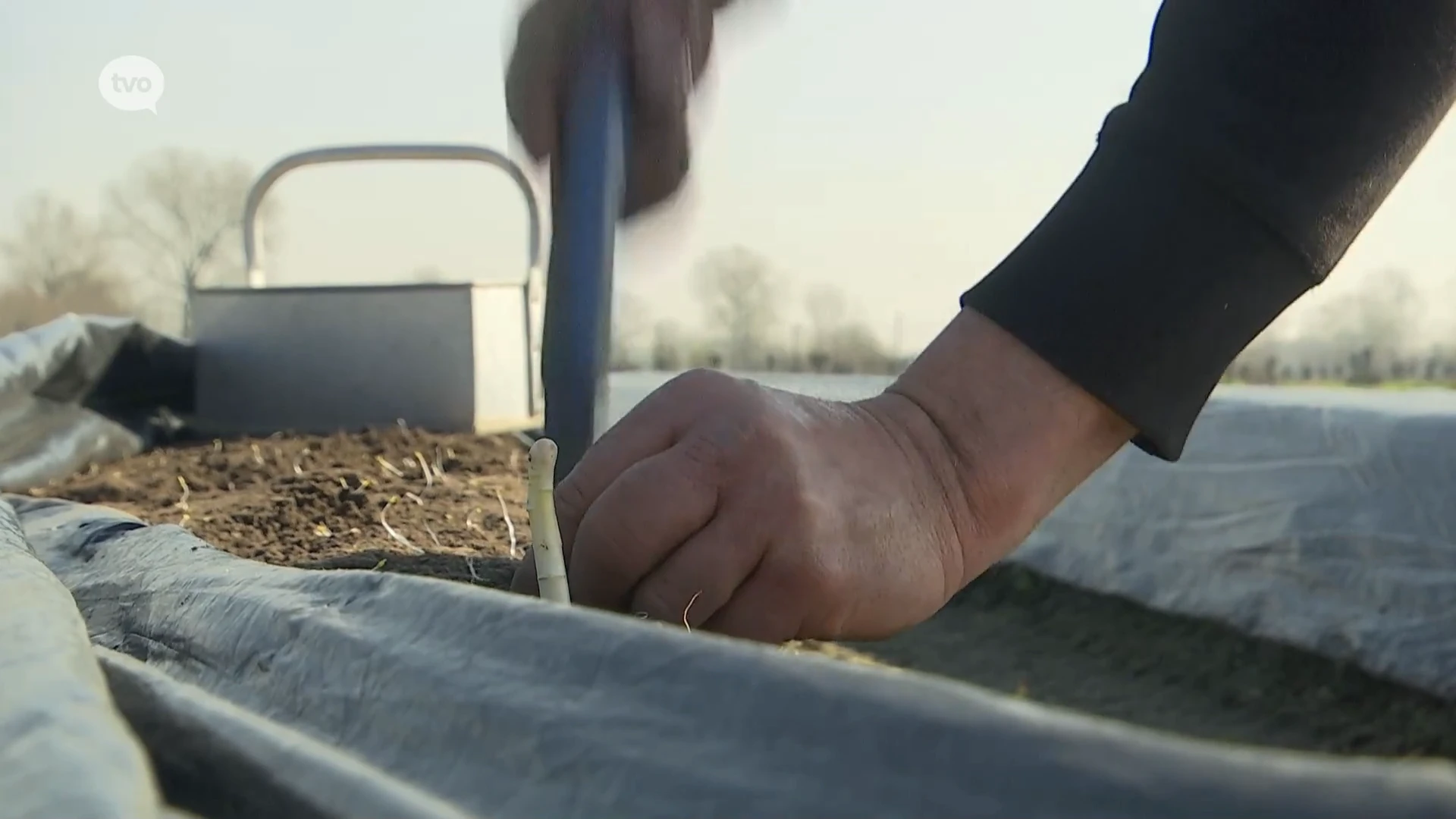 Hoofdafbeelding voor artikel Aspergeseizoen historisch…