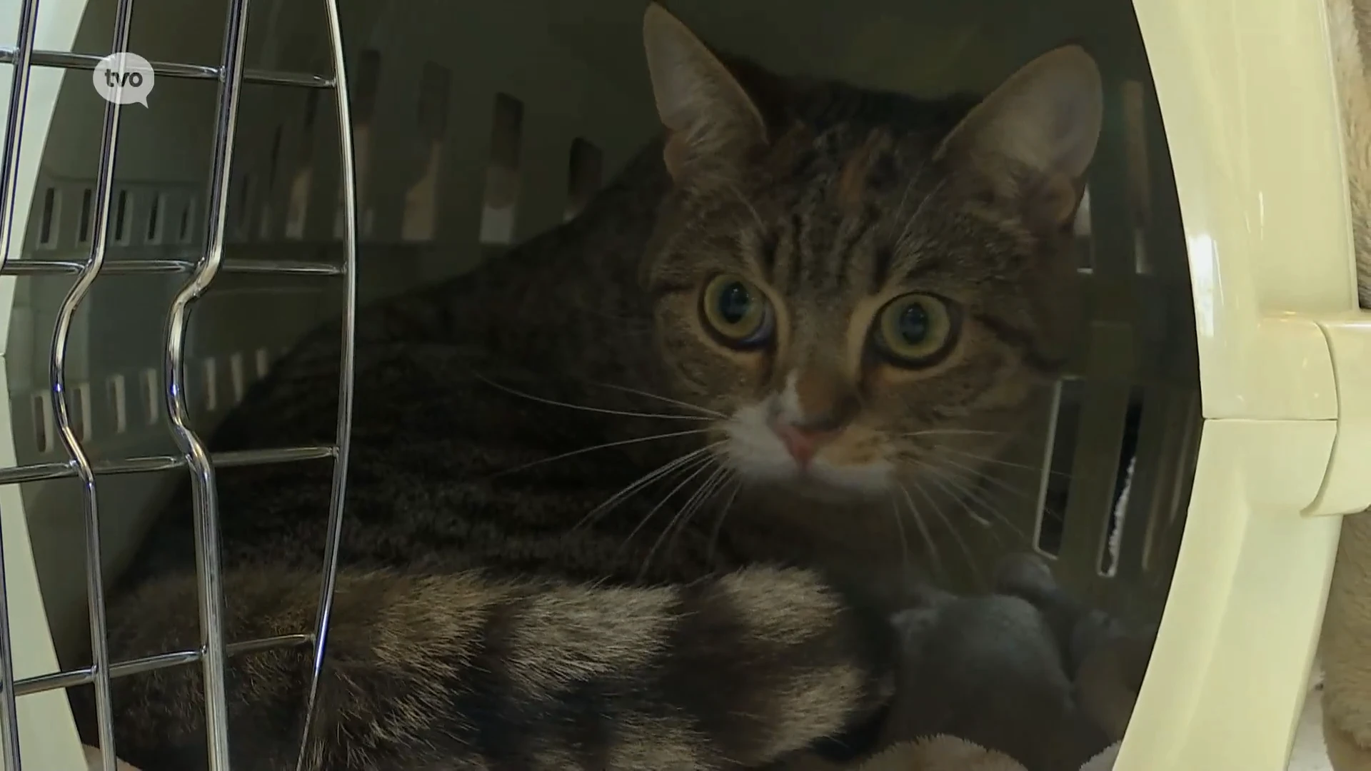 Hoofdafbeelding voor artikel Leerlingen in Nieuwkerken-Waas…