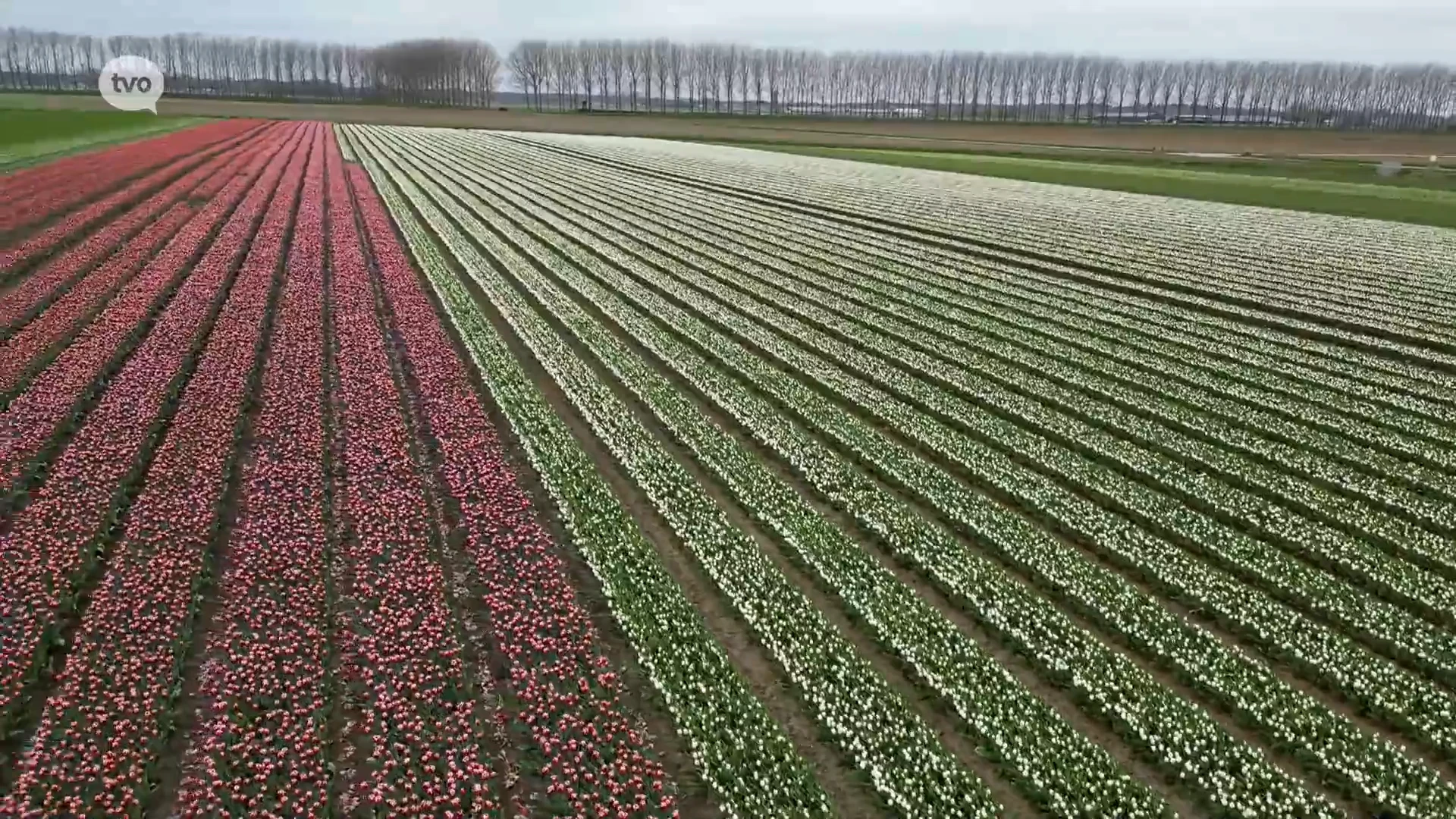 Hoofdafbeelding voor artikel Prachtige tulpenvelden in…