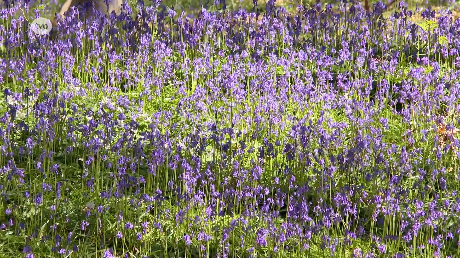 Hoofdafbeelding voor artikel Boshyacinten zijn terug in…