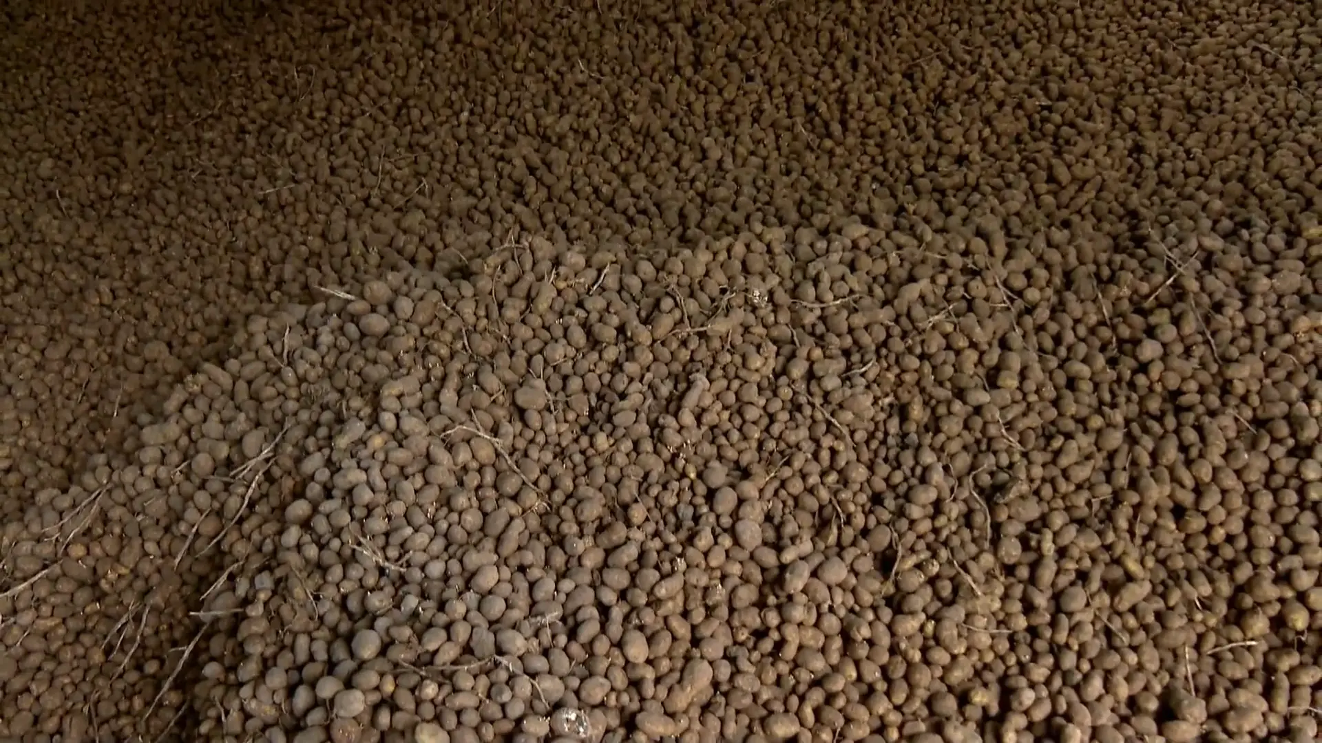 Hoofdafbeelding voor artikel Aardappelboer uit Verrebroek…