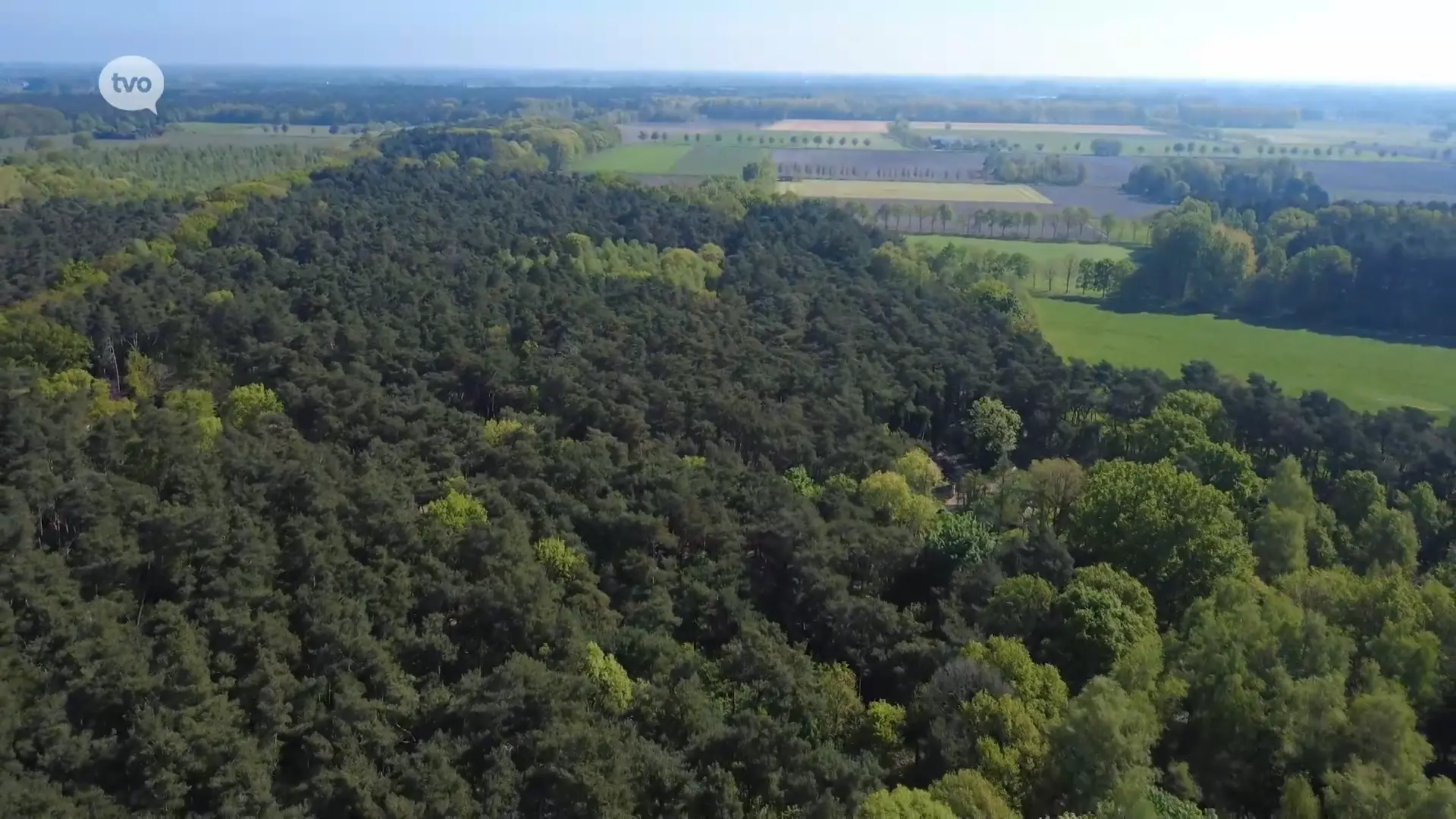 Hoofdafbeelding voor artikel Markante bomen en hun verhalen:…