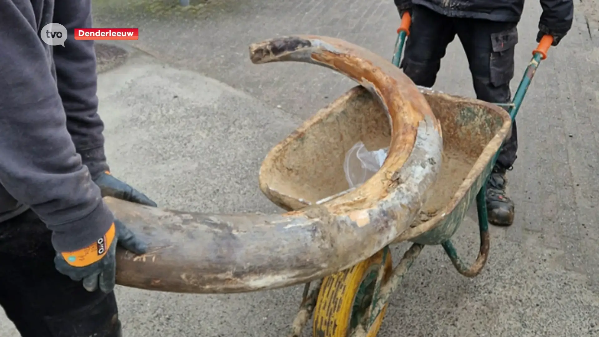 Hoofdafbeelding voor artikel Slagtanden en kiezen van een…