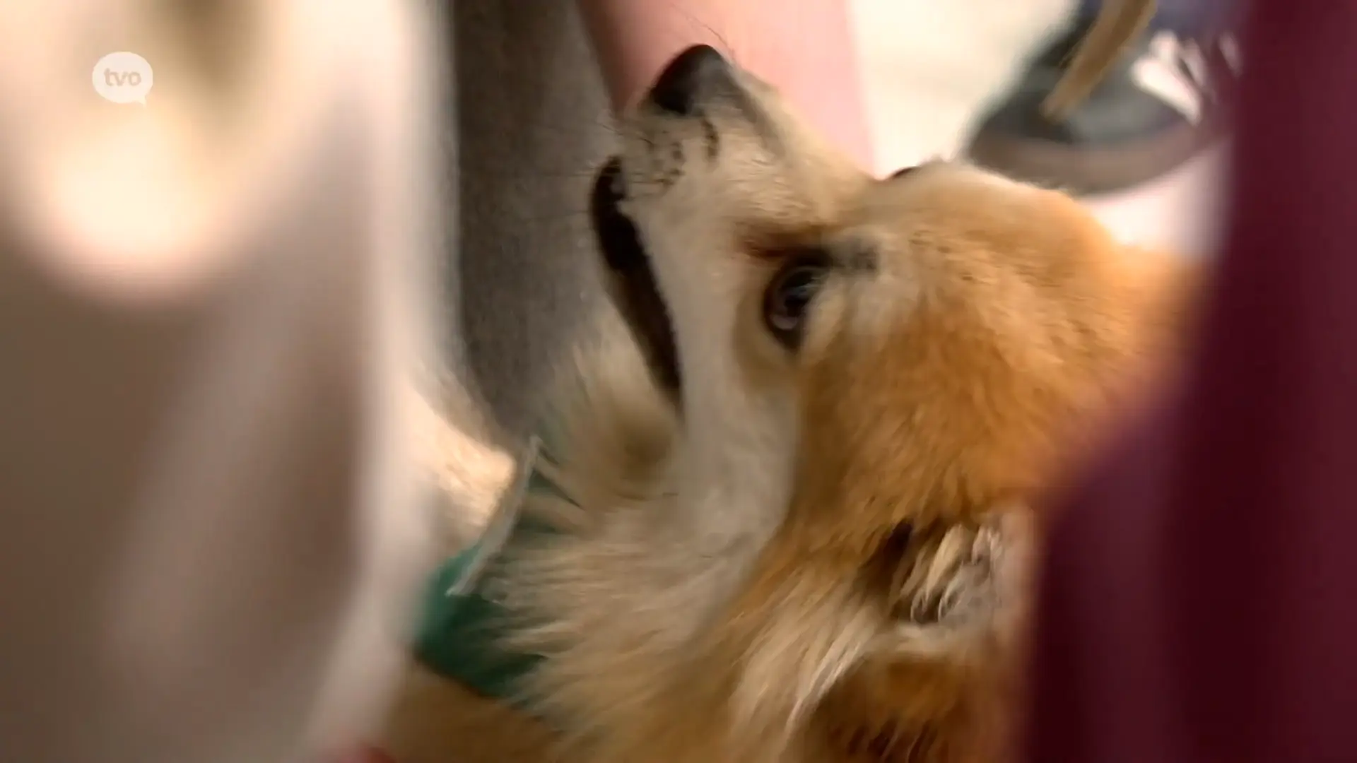 Hoofdafbeelding voor artikel Knuffelhonden verlichten examenstress…