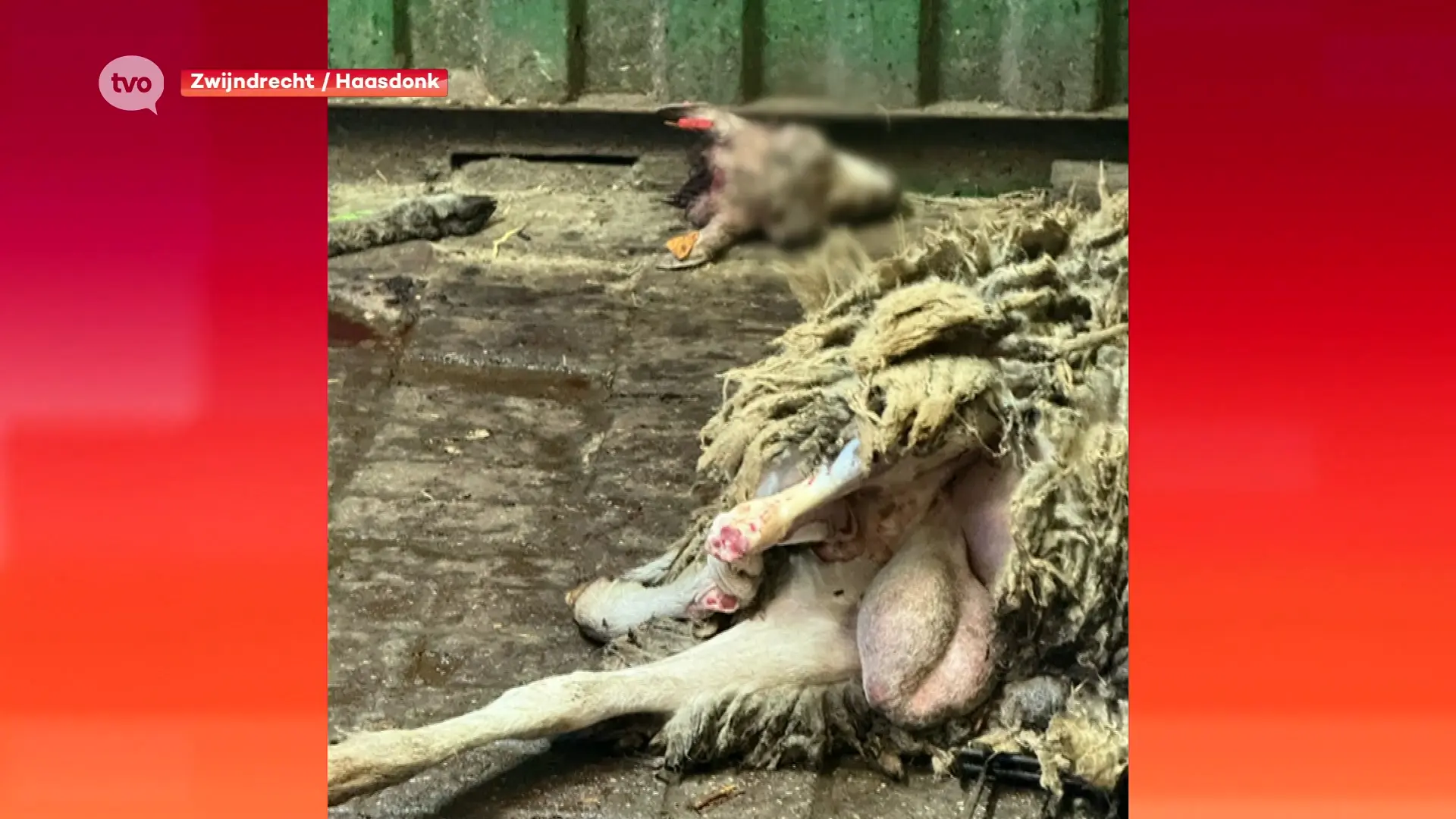 Hoofdafbeelding voor artikel Acht schapen dood aangetroffen…