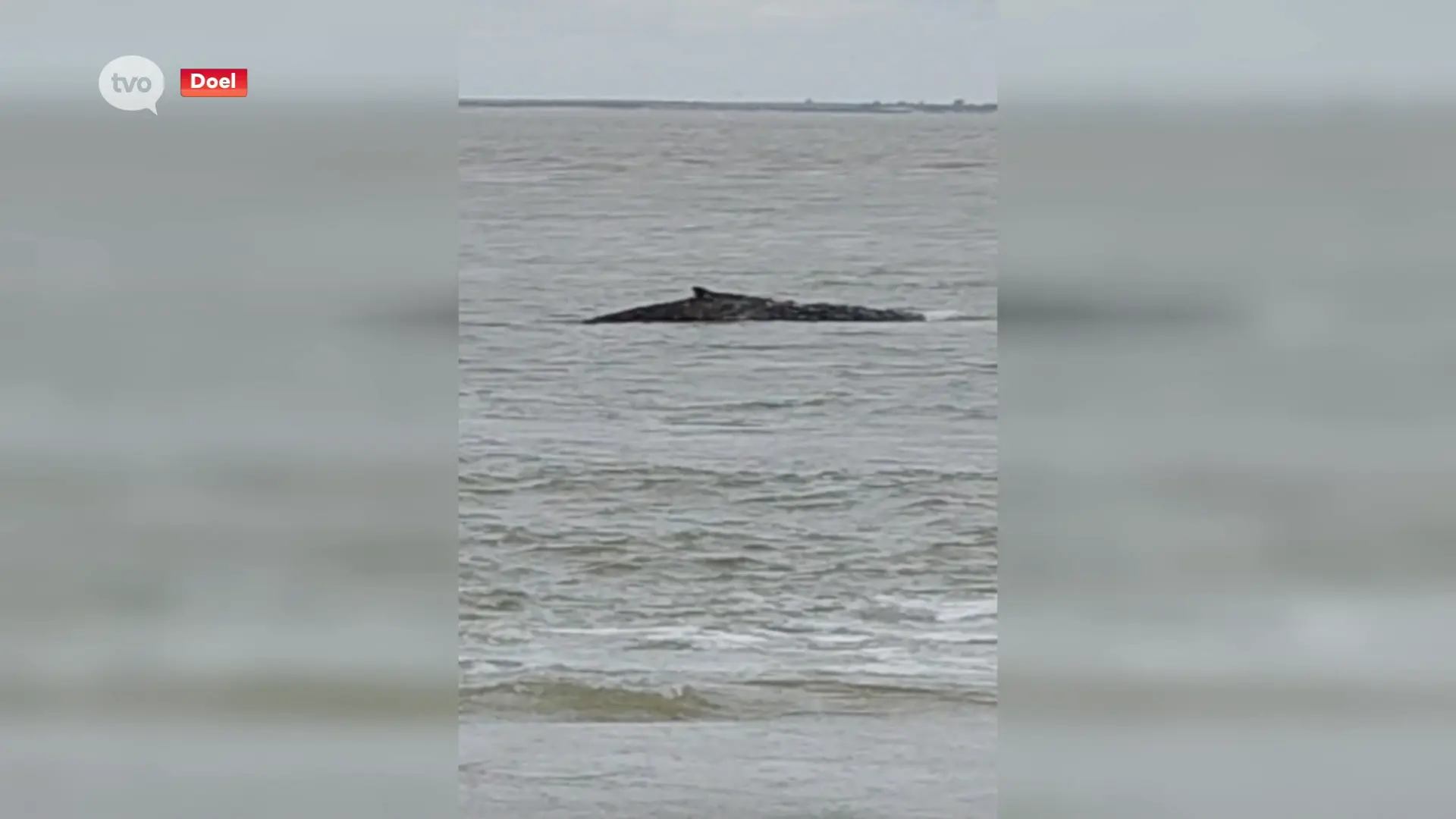 Hoofdafbeelding voor artikel Bultrugwalvis gespot in de…