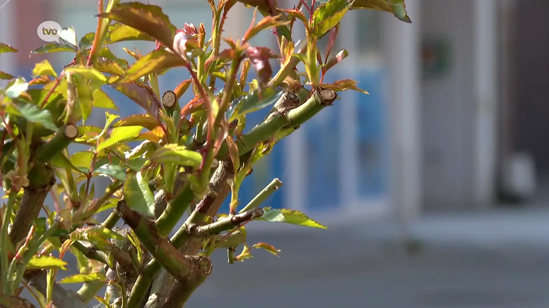 Hoofdafbeelding voor artikel Tuchtonderzoek naar diefstal…