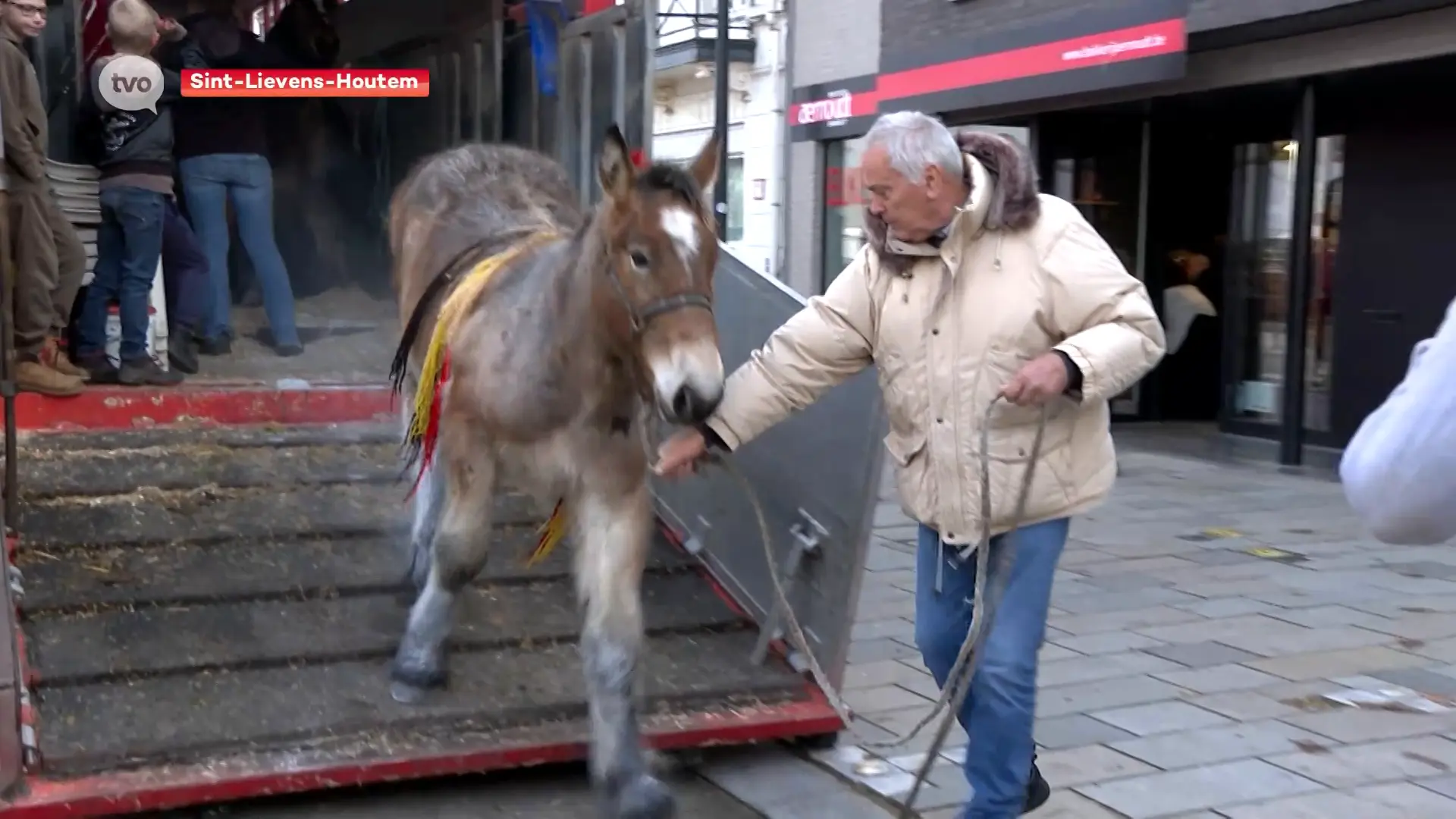 Ook dit jaar geen runderen op jaarmarkt Sint-Lievens-Houtem? Taskforce zoekt oplossing