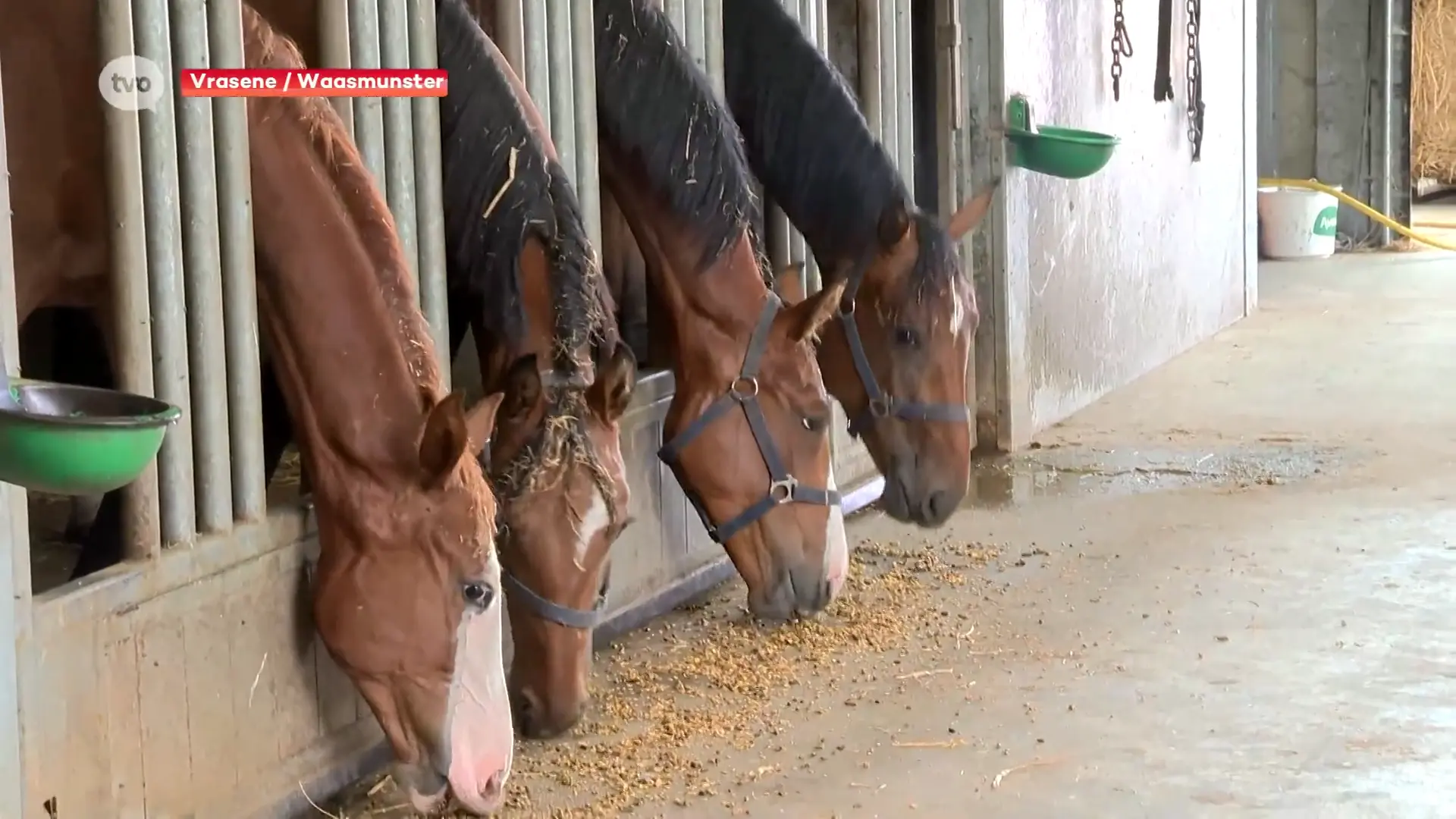 Hoofdafbeelding voor artikel 30 paardenpaspoorten gestolen…