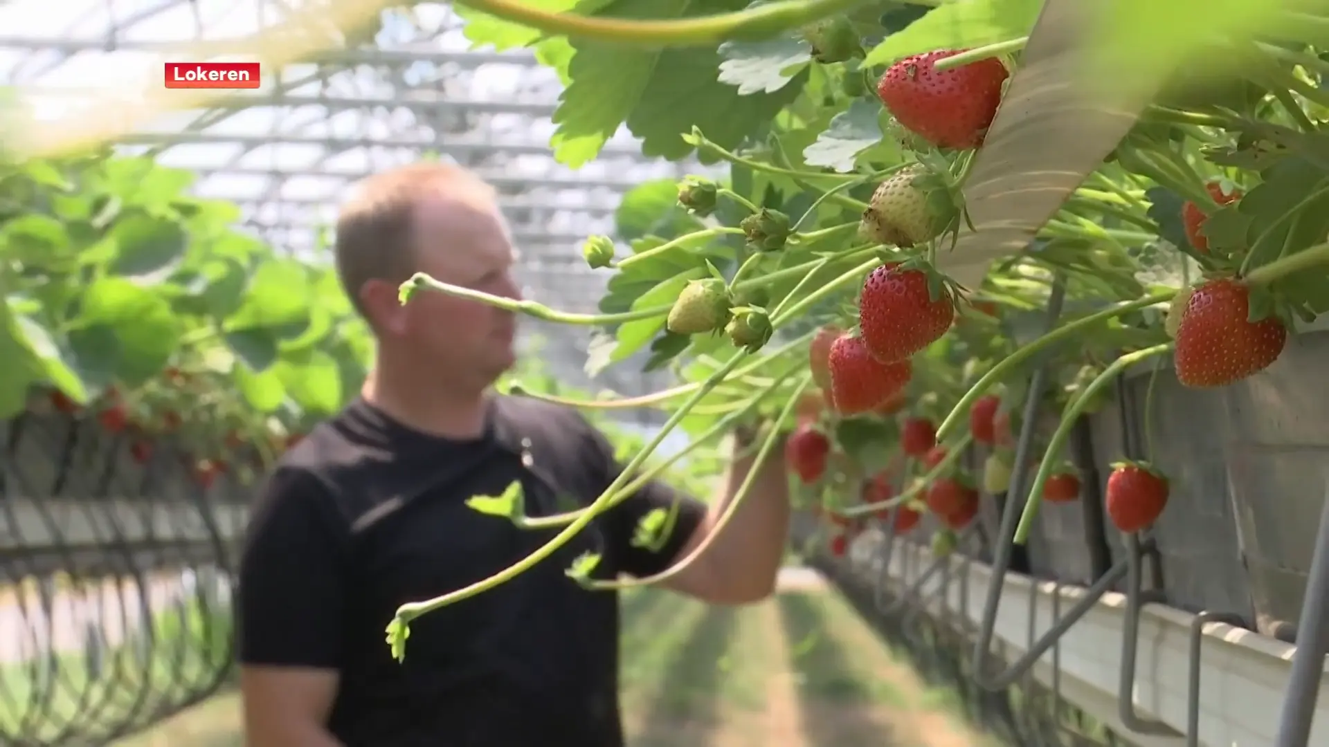 Hoofdafbeelding voor artikel Hittestress bij aardbeitelers:…