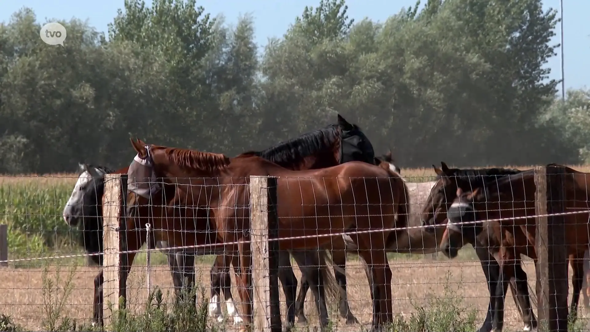 Hoofdafbeelding voor artikel Opnieuw paard met moeraskoorts…
