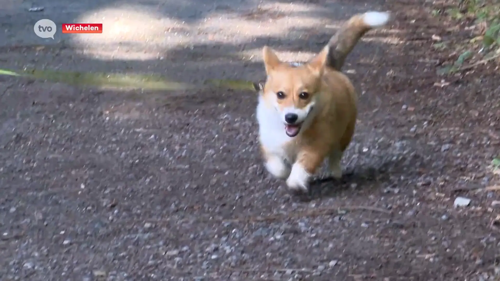 Hoofdafbeelding voor artikel Meer dan 30 corgi's verzamelen…