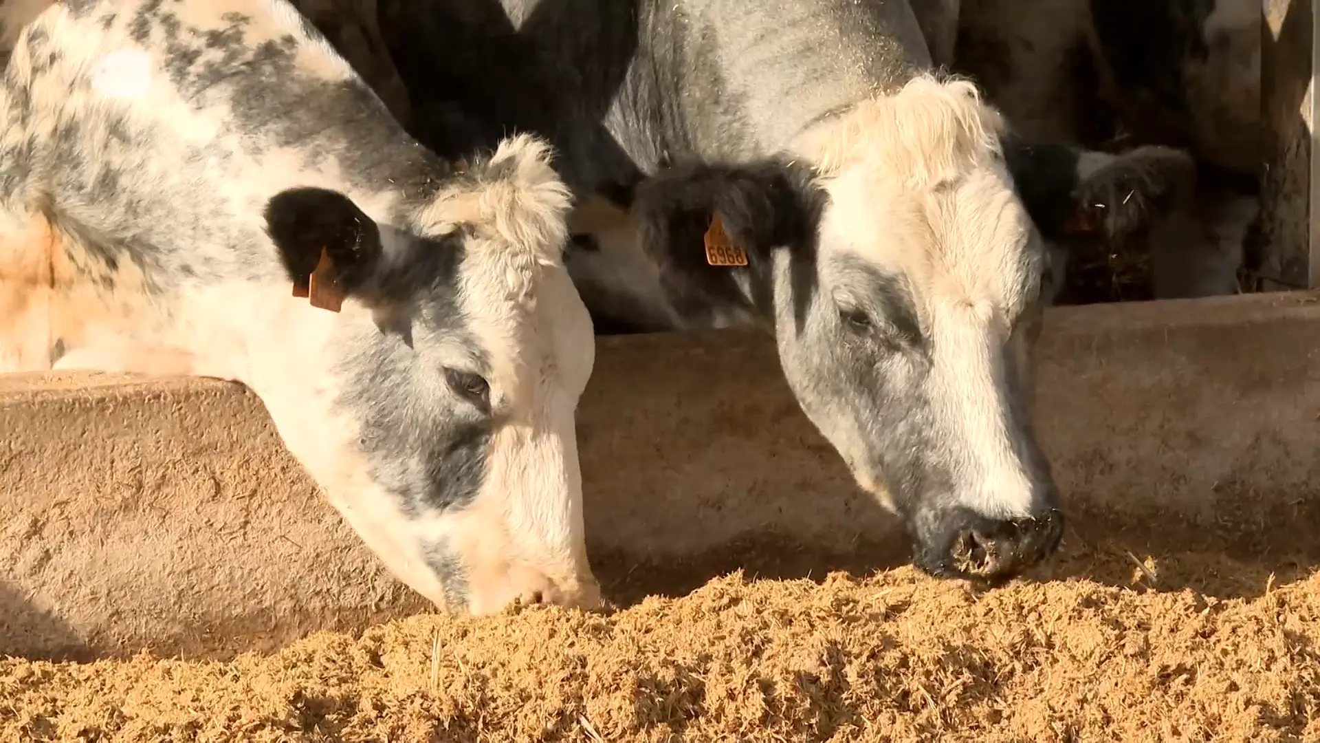 Hoofdafbeelding voor artikel Veebedrijf Baele zakt met…