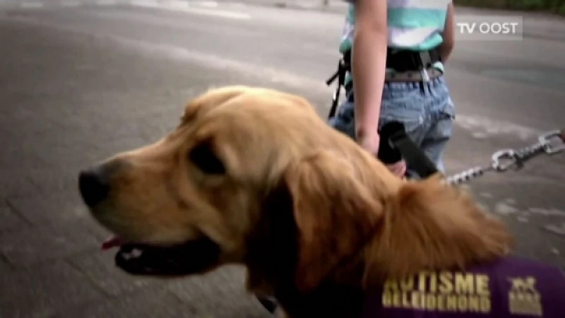 Honden begeleiden kinderen met autisme