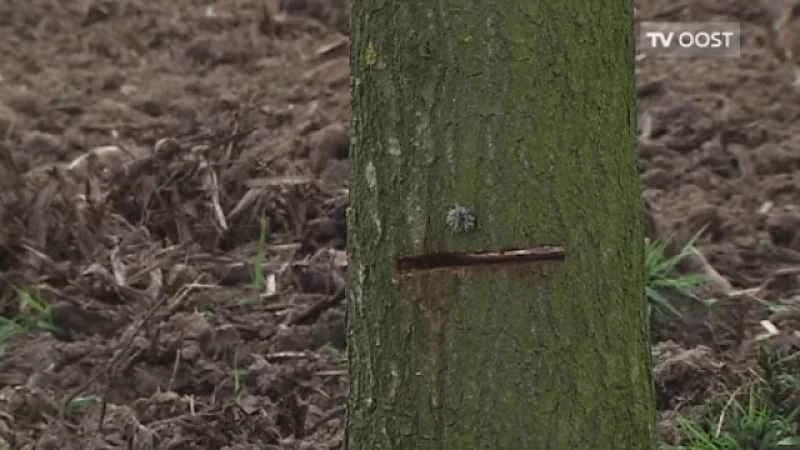 31 zomereiken beschadigd door vandalen