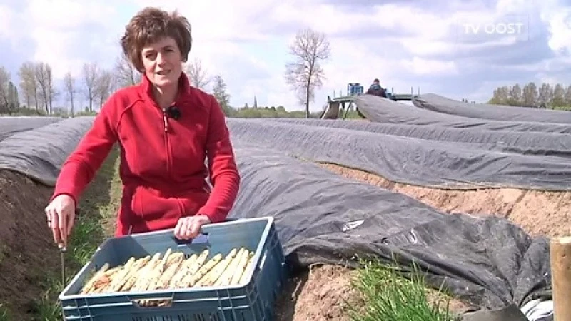 Nu ook asperges uit volle grond uit Nieuwkerken