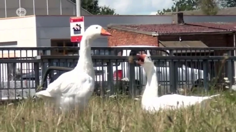 Drie witte ganzen op de dool